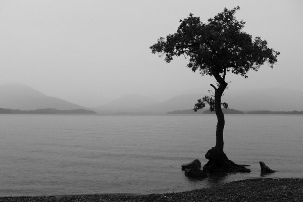 Lago brumoso con un árbol solitario