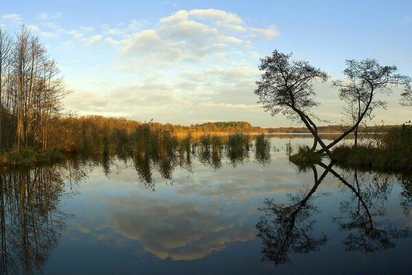 Reflexion von Bäumen im Wasser des Sees