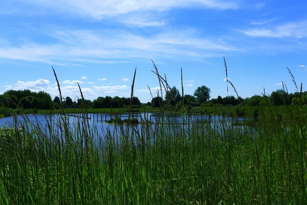 Die friedliche Landschaft eines im Gras verlorenen Sees