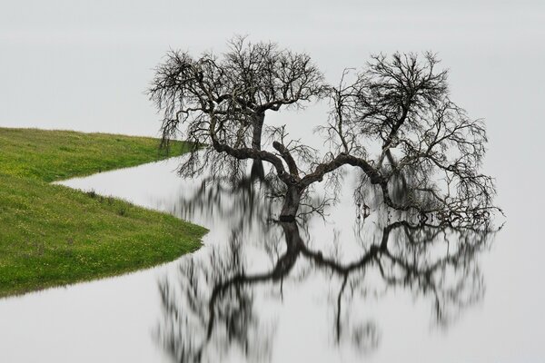 DER BAUM SPIEGELT SICH IM WASSERSPIEGEL WIDER