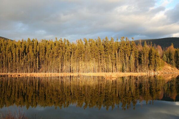 WALD AM UFER DES RESERVOIRS ZWISCHEN DEN HÜGELN