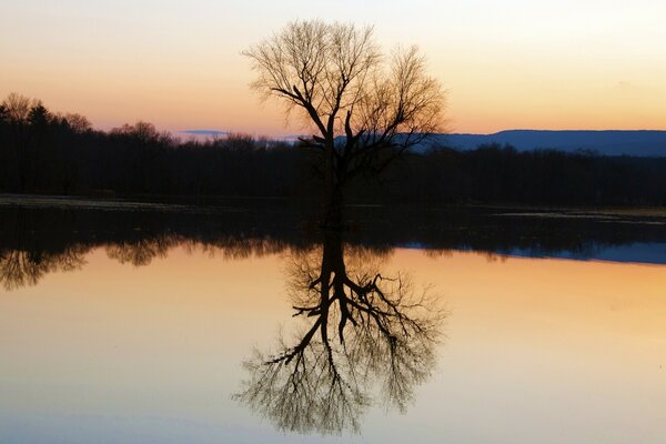 Natural landscape with the reflection of a tree on the water surface