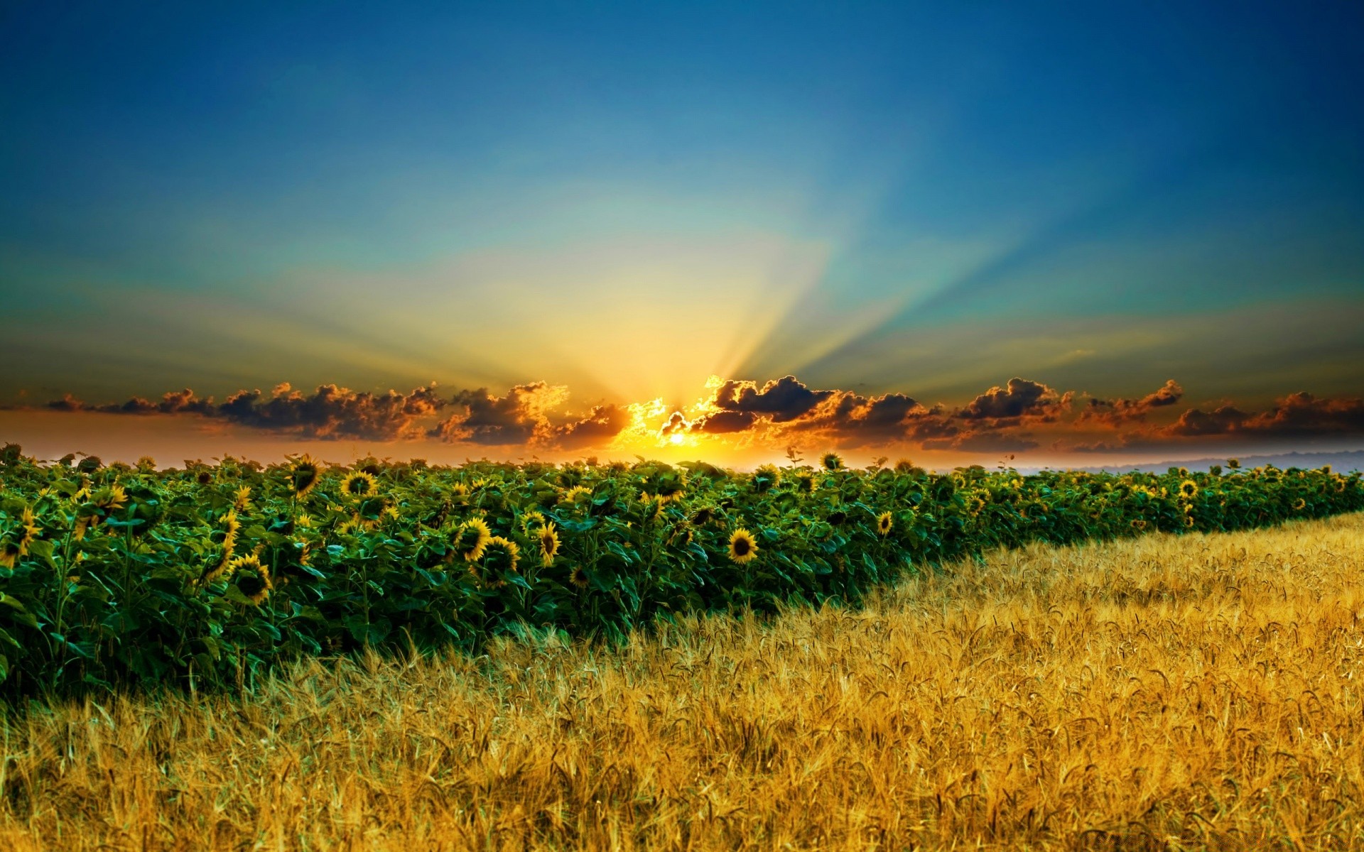 summer agriculture farm landscape field rural pasture sunset dawn countryside nature sky cropland crop sun wheat corn cereal farmland fair weather