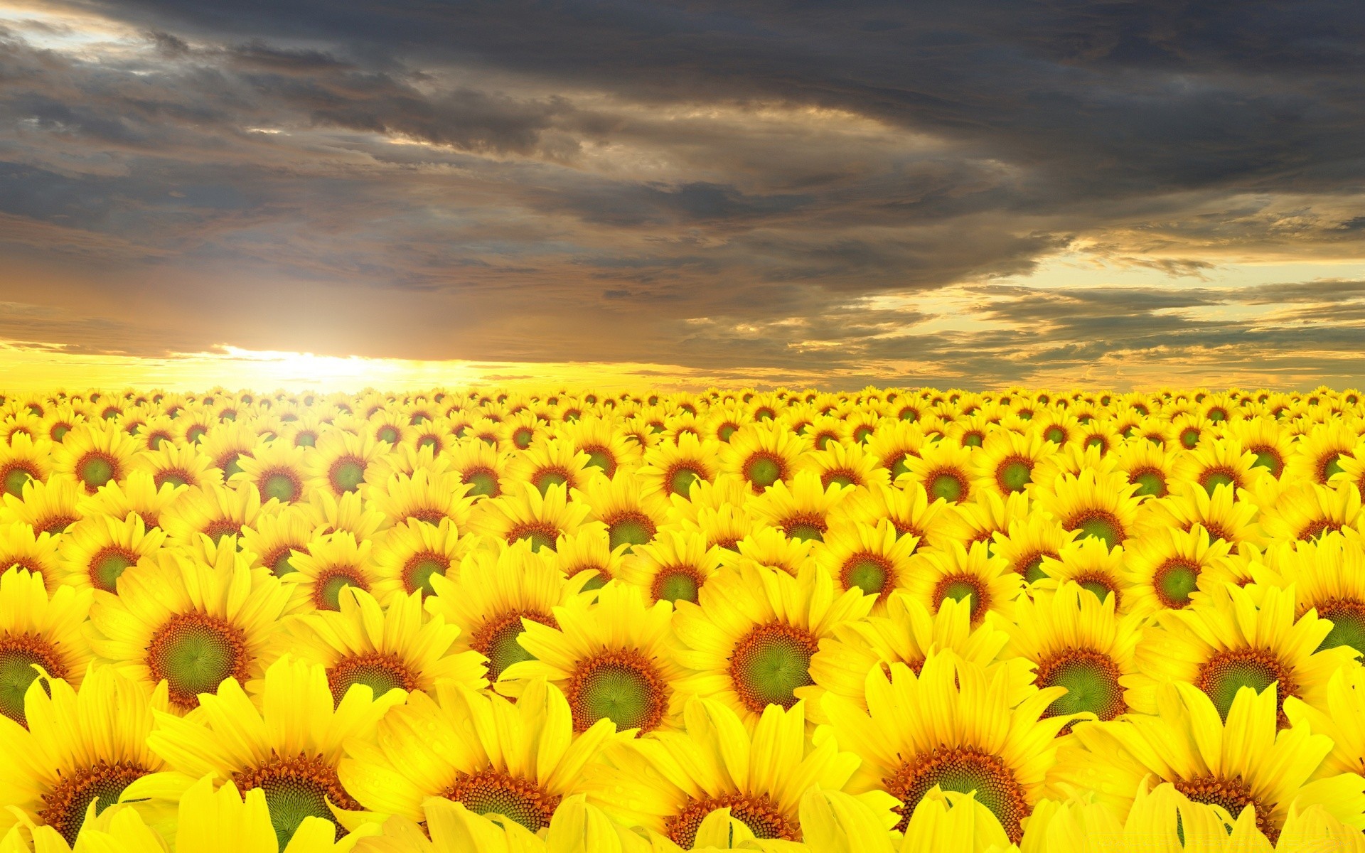 summer nature flower sunflower bright sun rural field flora growth fair weather floral color outdoors garden vibrant beautiful