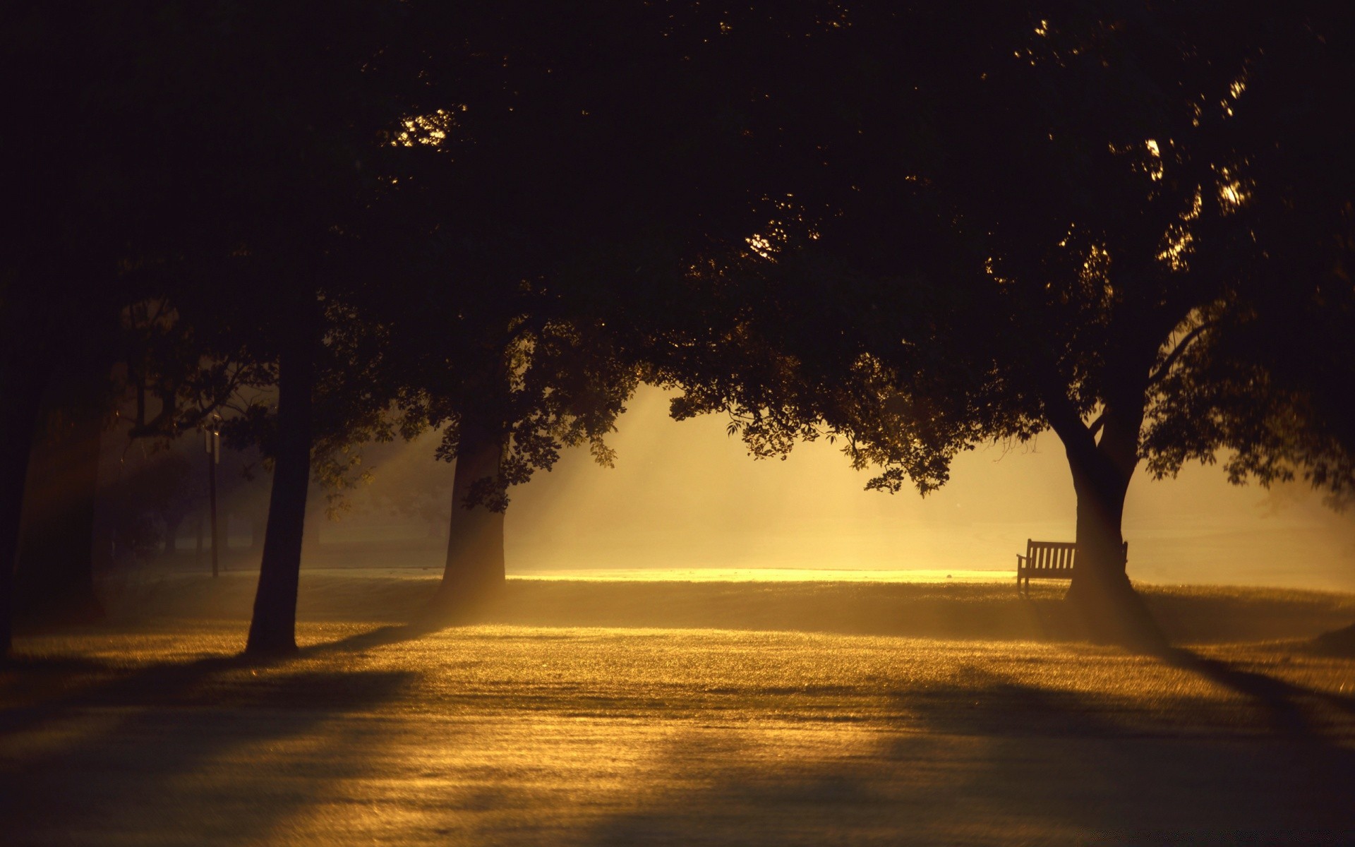 été arbre aube brouillard rétro-éclairé brouillard coucher de soleil silhouette paysage eau soir nature en plein air soleil