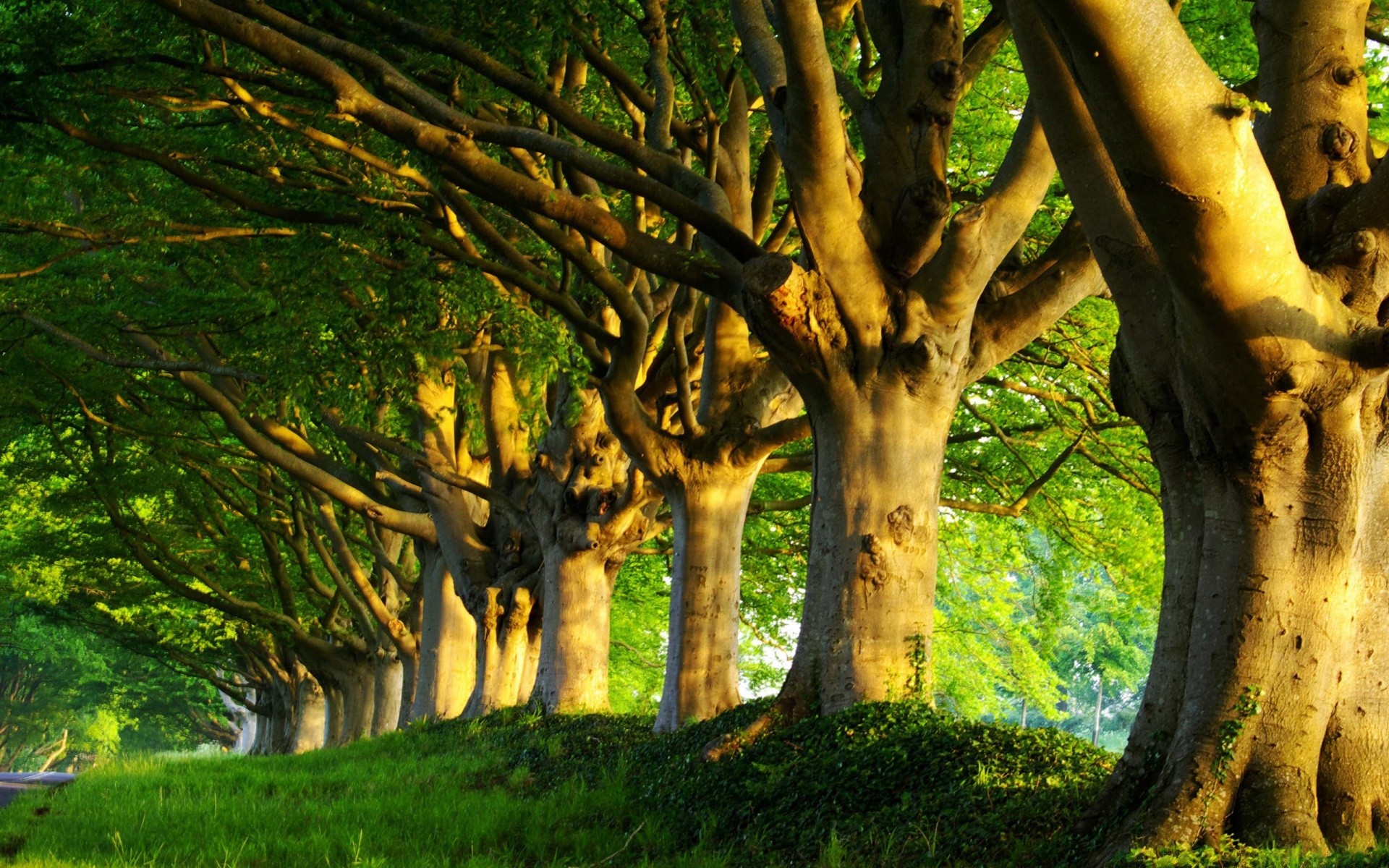 summer tree wood nature leaf outdoors fall park landscape grass branch dawn daylight flora fair weather trunk