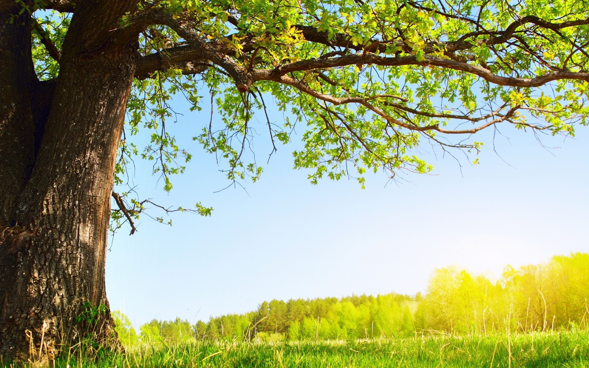 verano paisaje naturaleza árbol madera hoja hierba sol rural crecimiento buen tiempo campo temporada al aire libre medio ambiente campo escénico flora país