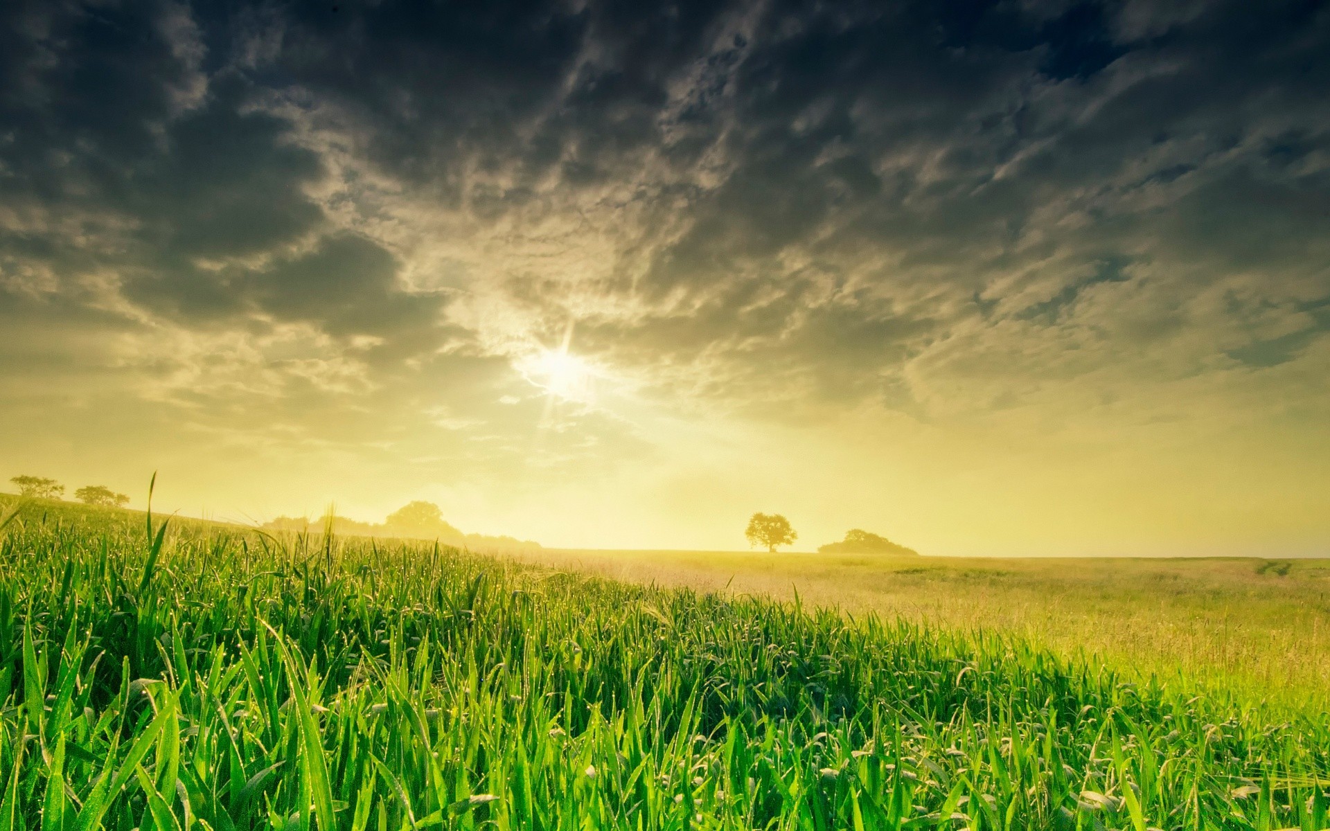 sommer feld des ländlichen weide bauernhof landschaft flocken landwirtschaft gras sonne ackerland wachstum weizen mais gutes wetter natur ernte landschaft boden