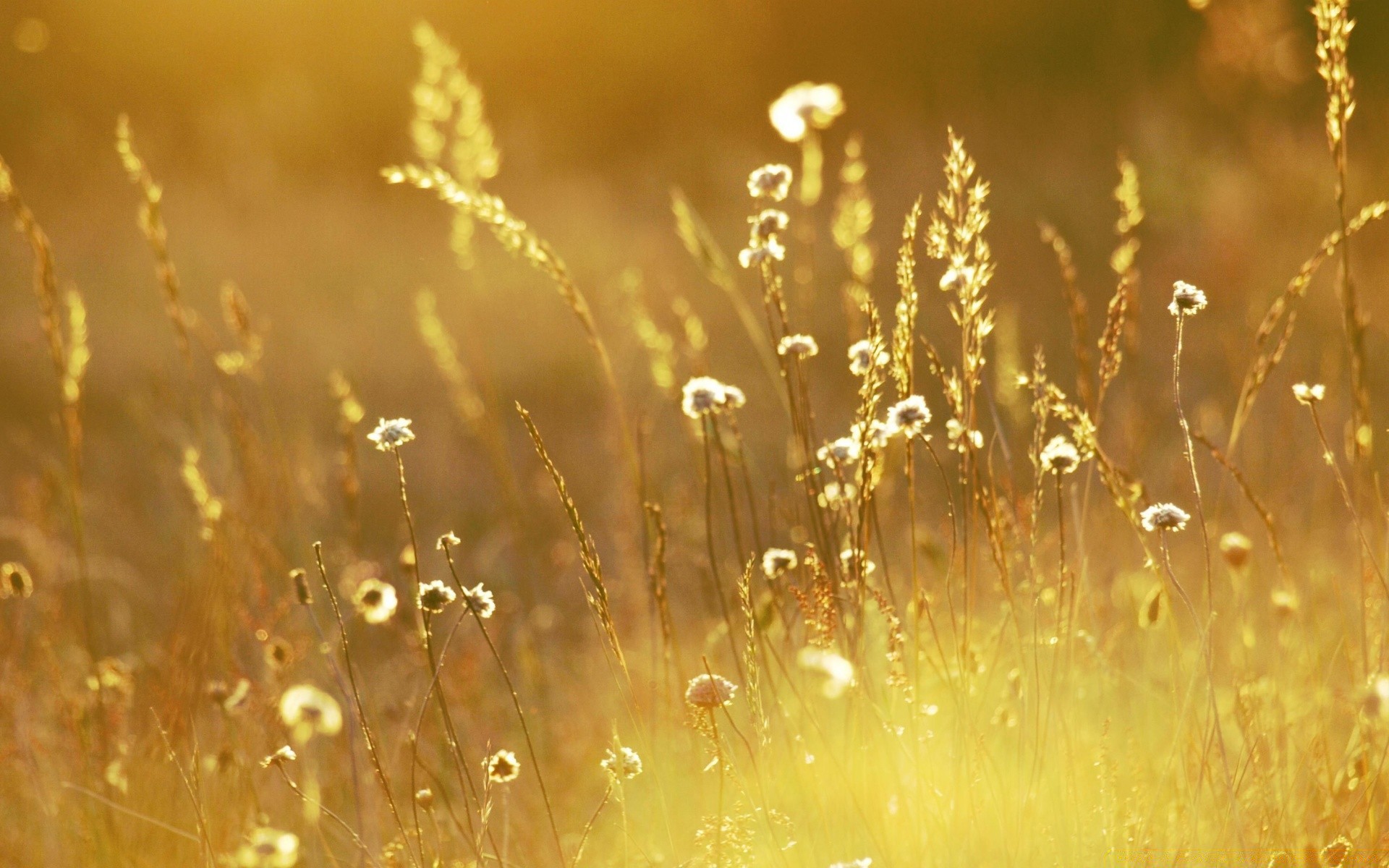 estate natura rugiada pioggia sole caduta erba alba sfocatura acqua bel tempo bagnato luminoso fiore all aperto desktop oro rurale autunno