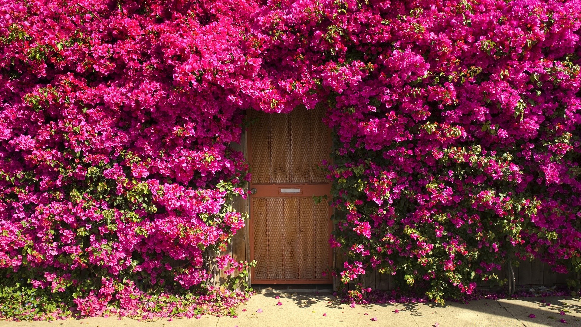 yaz çiçek bahçe avlu açık havada çalı sardunya flora