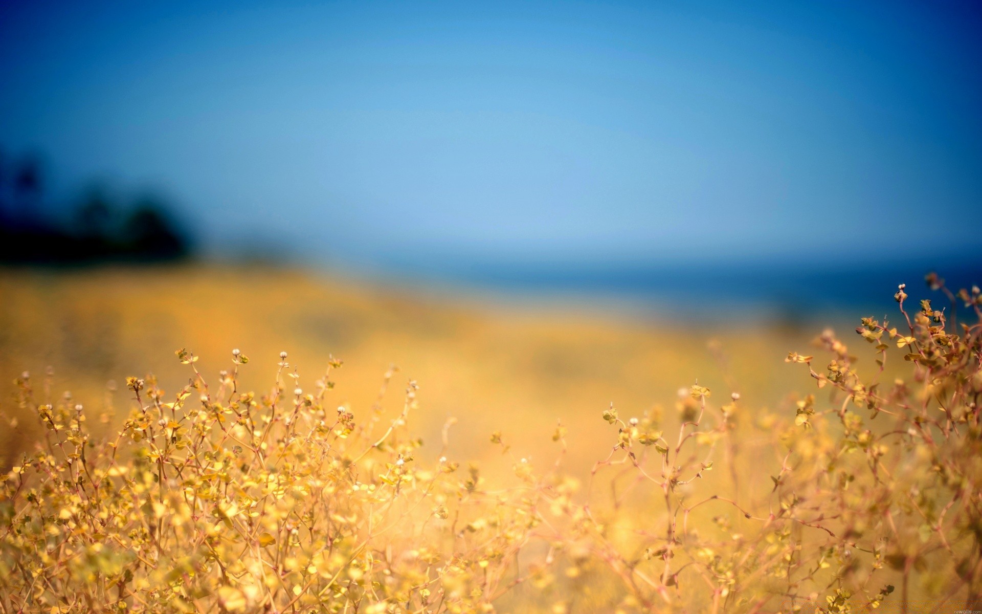 été nature soleil ciel coucher de soleil paysage eau beau temps aube automne flou mer plage herbe à l extérieur lumière fleur