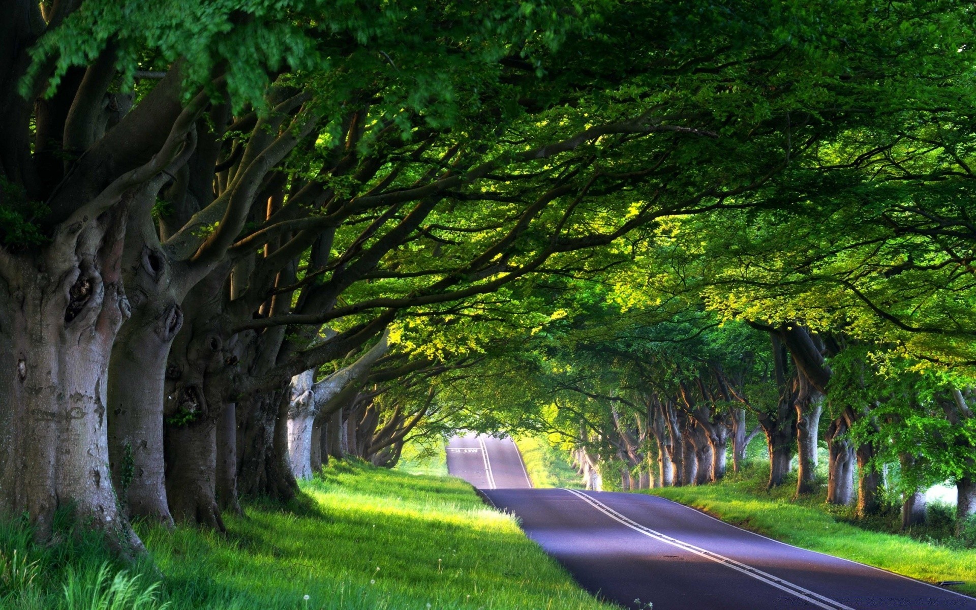 estate albero di legno paesaggio foglia strada guida natura all aperto parco erba alba luce di viaggio