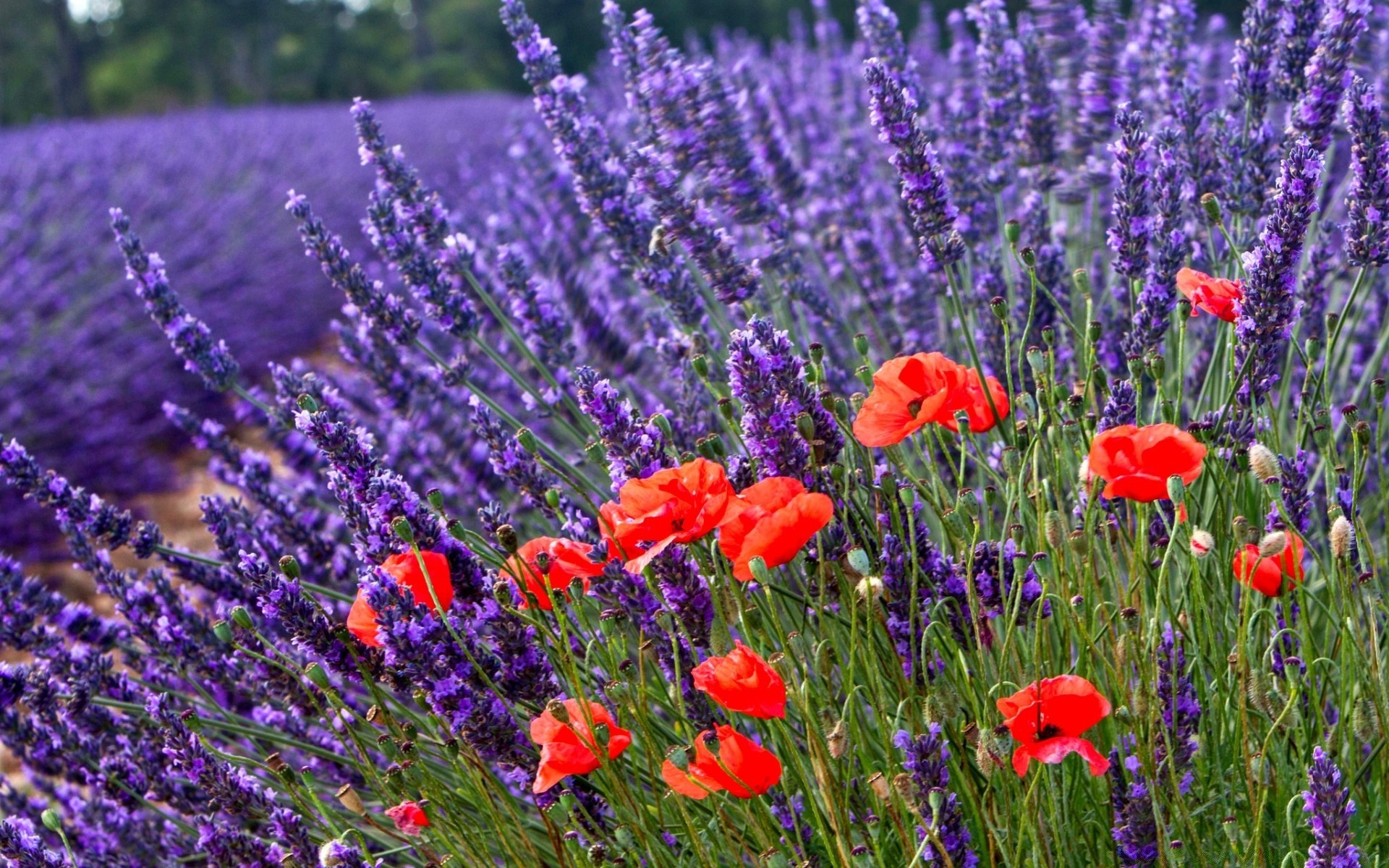 summer flower lavender field nature flora poppy blooming outdoors perfume floral herbal rural hayfield garden countryside violet growth