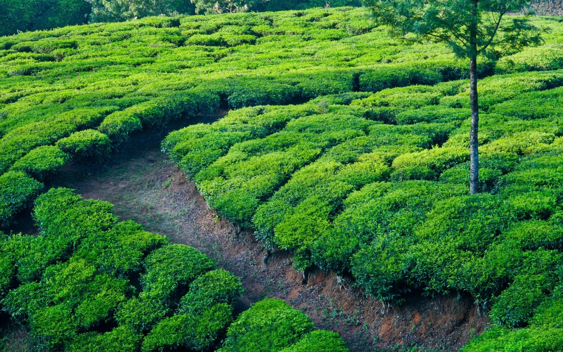 sommer landwirtschaft landschaft natur flora feld wachstum bauernhof blatt plantage des ländlichen ernte baum landschaftlich hügel landschaft bebautes land boden umwelt im freien