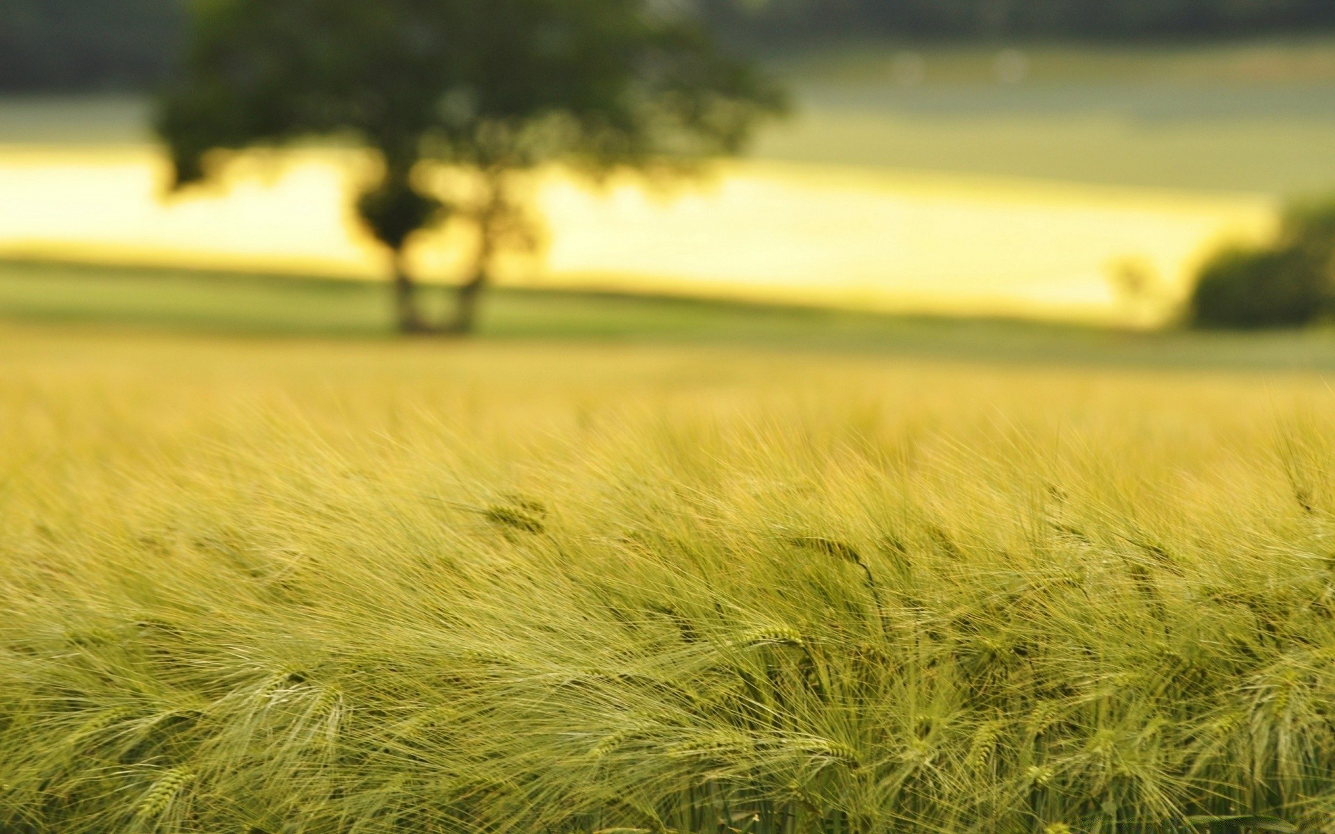 estate campo paesaggio erba fattoria fieno natura grano agricoltura rurale campagna sole paese all aperto tramonto bel tempo fiocchi oro pascolo luce