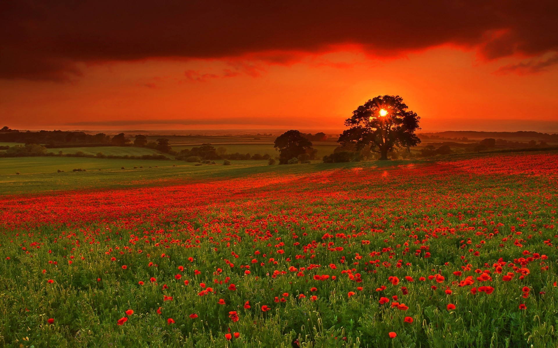 summer poppy field flower rural landscape agriculture countryside hayfield nature grass outdoors farm grassland sun pasture cropland sky country