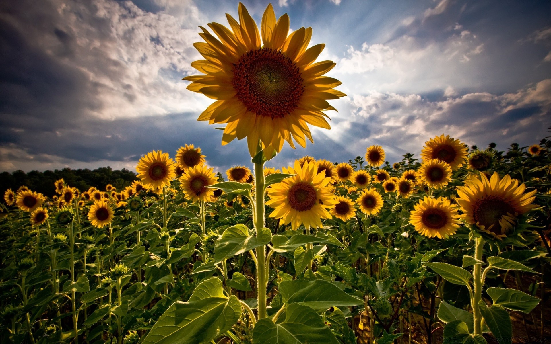 verano naturaleza girasol flora flor campo hoja rural brillante sol crecimiento soleado agricultura buen tiempo floral heno color temporada jardín