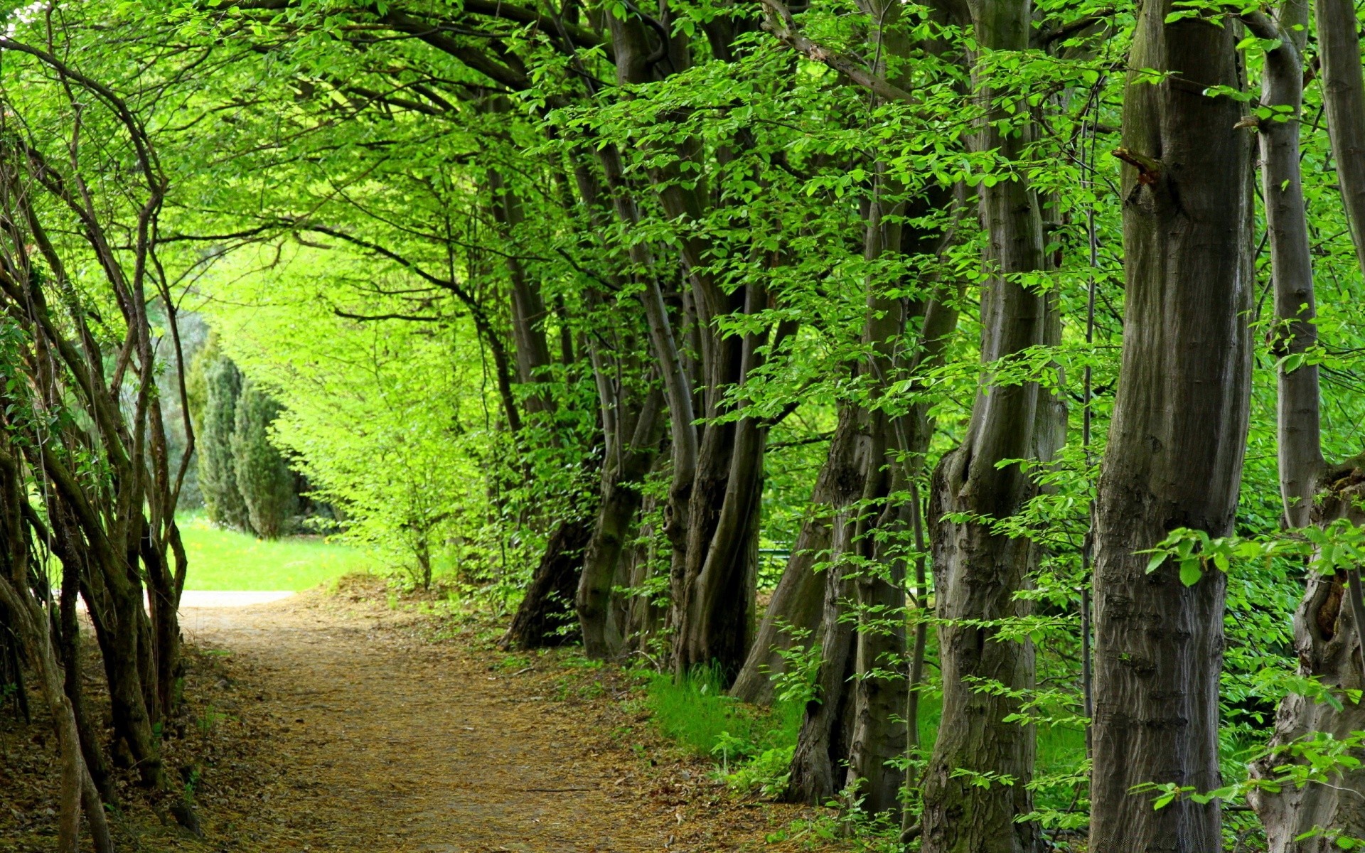 summer wood nature leaf tree landscape outdoors scenic lush environment wild guidance park daylight growth grass fair weather hike countryside