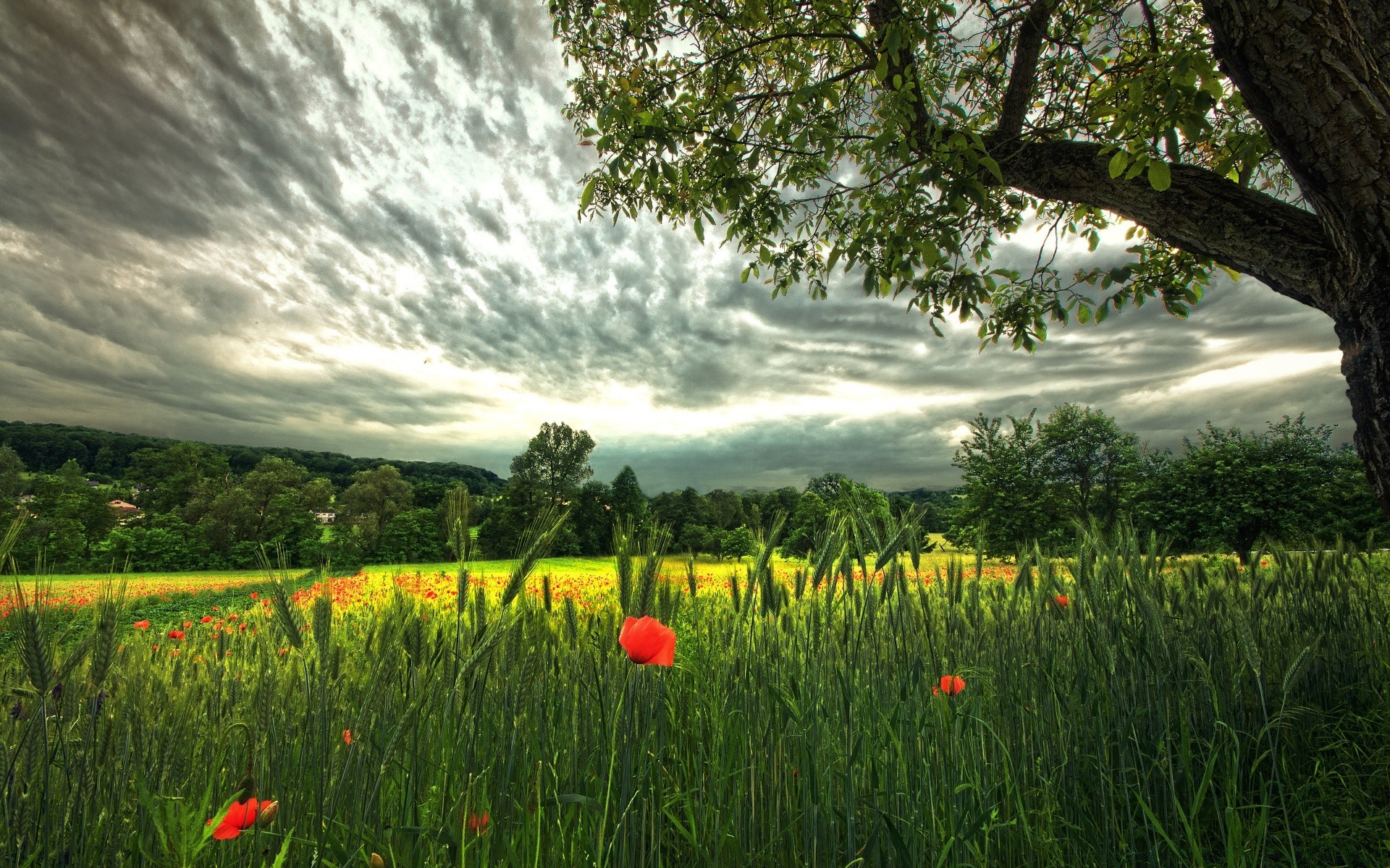 verão natureza paisagem grama campo rural ao ar livre feno flor campo sol bom tempo árvore céu agricultura idílio