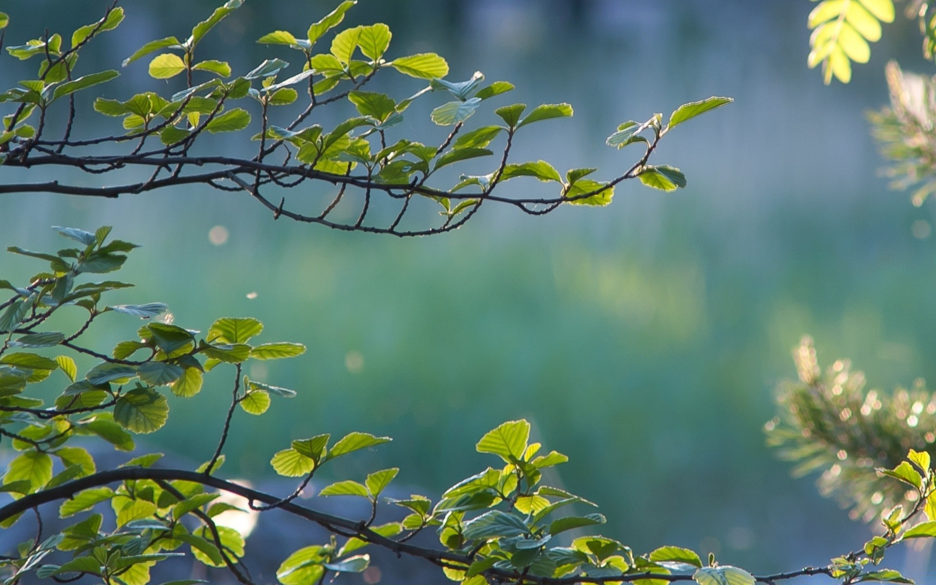 yaz doğa yaprak ağaç flora şube büyüme açık havada parlak güzel havalarda bahçe sezon ortamlar renk çiçek güneş yakın çekim ahşap park