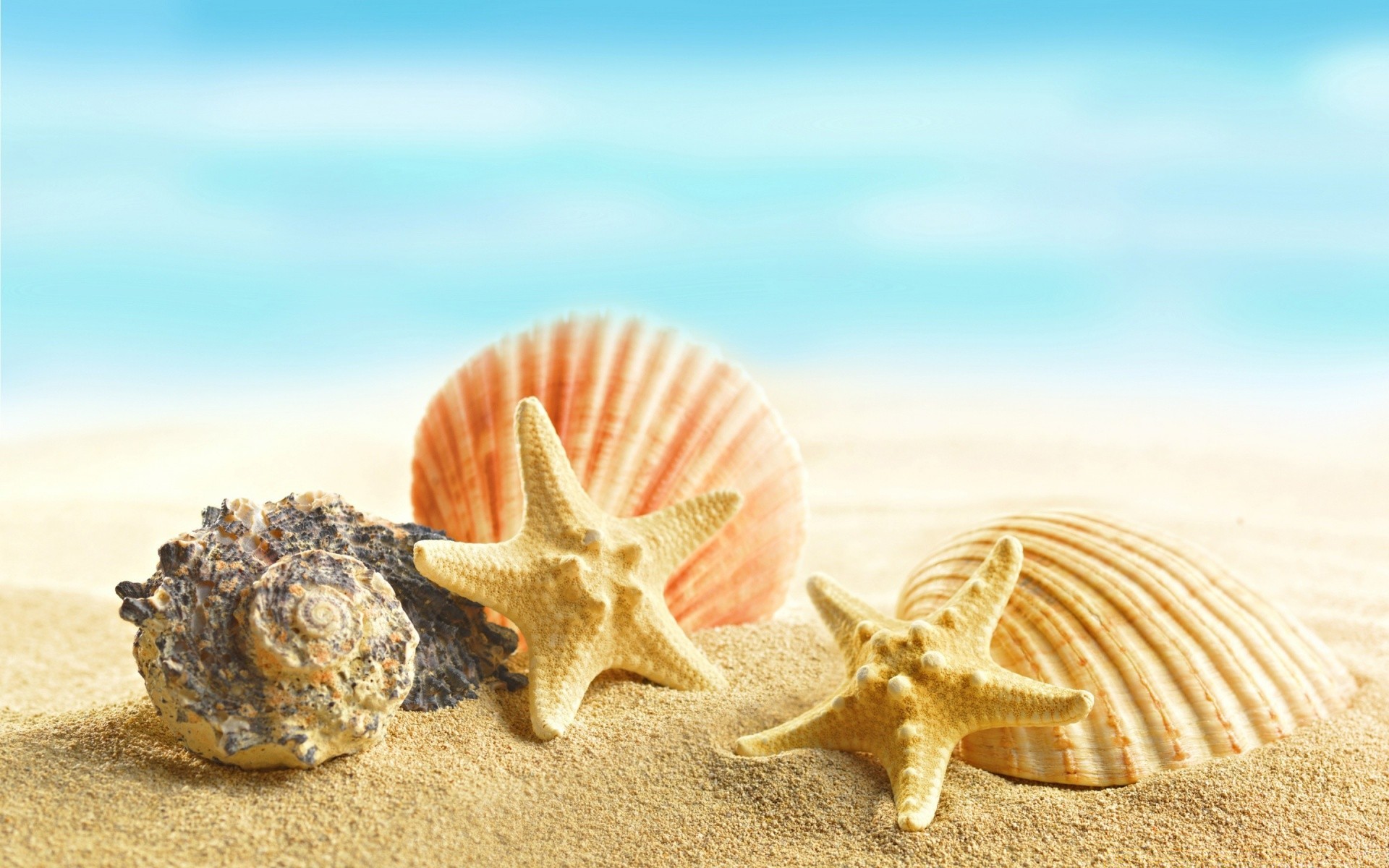 sommer muscheln seestern schale strand sand meer ende meer muscheln natur tropisch urlaub ozean jakobsmuschel muschel desktop meer wasser souvenir