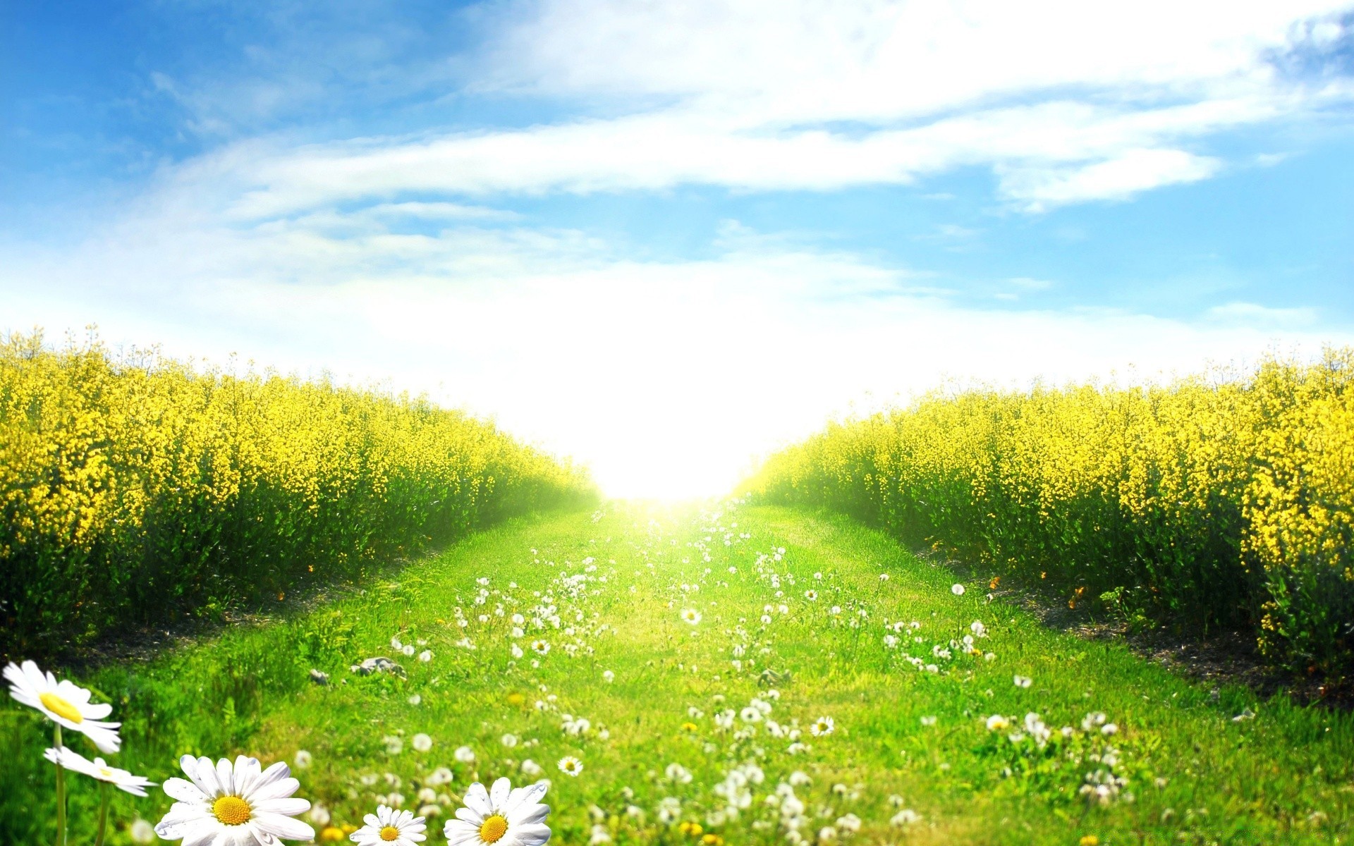 summer landscape field hayfield nature flower grass rural sky outdoors environment agriculture countryside fair weather farm growth flora sun scene