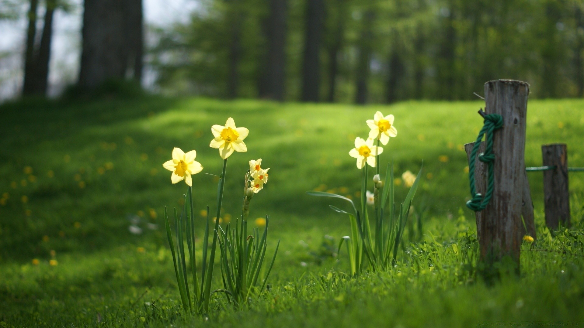 summer grass nature outdoors flower hayfield field fair weather wood park leaf rural lawn garden flora landscape