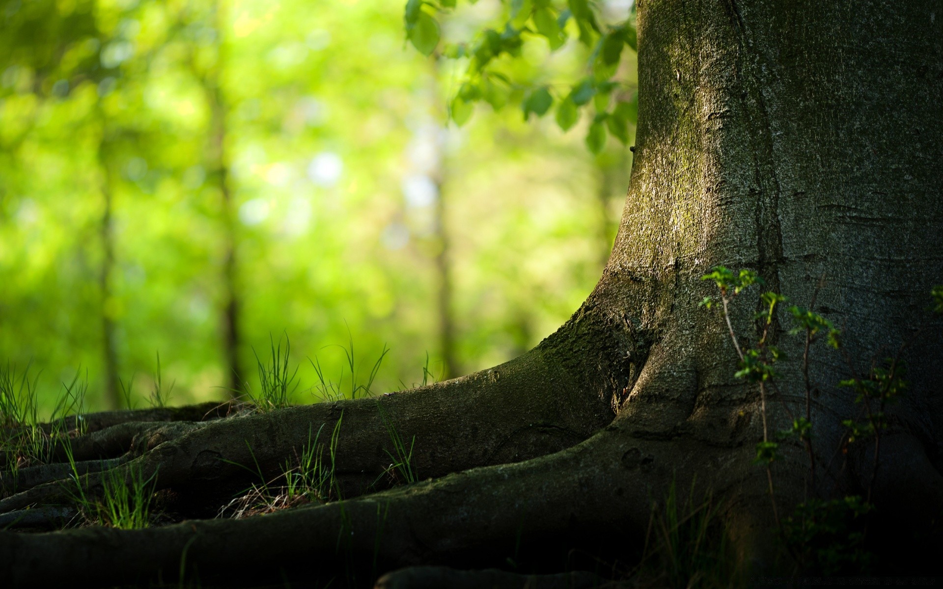 estate natura legno albero foglia paesaggio parco alba flora tronco luce sole giardino muschio ambiente all aperto bel tempo erba autunno