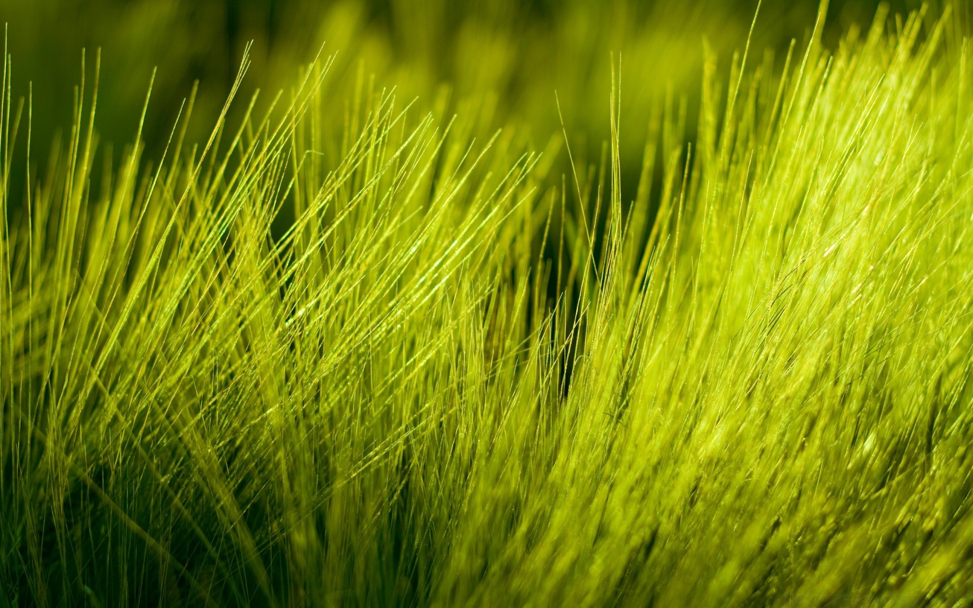 summer grass growth cereal field nature flora wheat leaf rural desktop pasture lawn straw lush agriculture farm hayfield crop