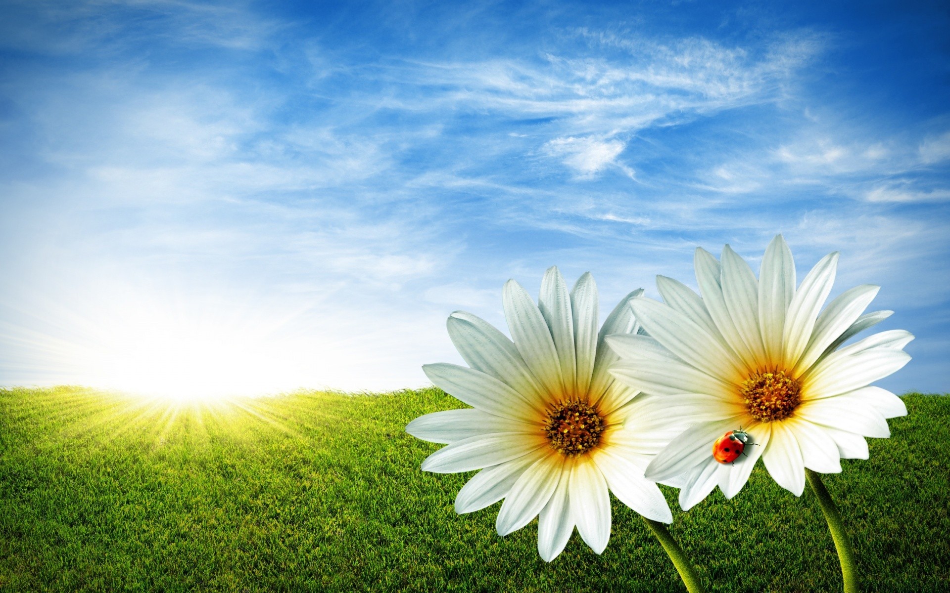 verão grama natureza sol campo céu brilhante bom tempo feno rural ao ar livre crescimento flor