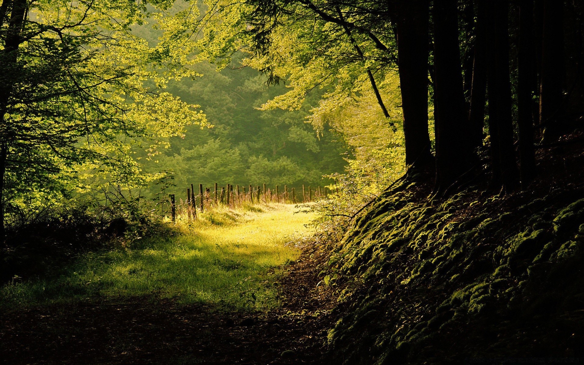 summer wood tree landscape nature park leaf fall dawn fair weather outdoors scenic environment daylight branch light season sun scenery trunk