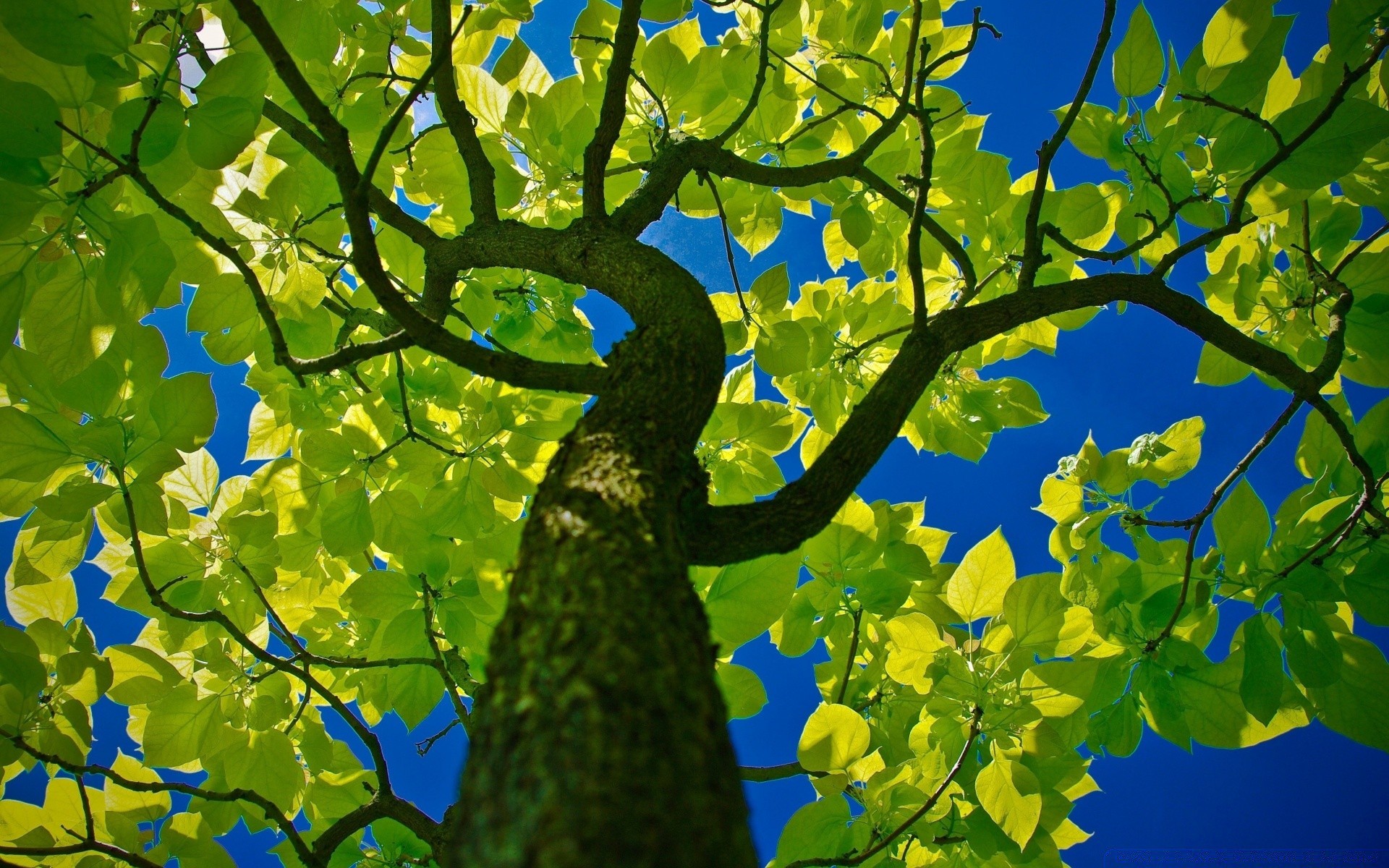 été feuille nature arbre flore branche croissance à l extérieur saison lumineux environnement beau temps couleur automne luxuriante