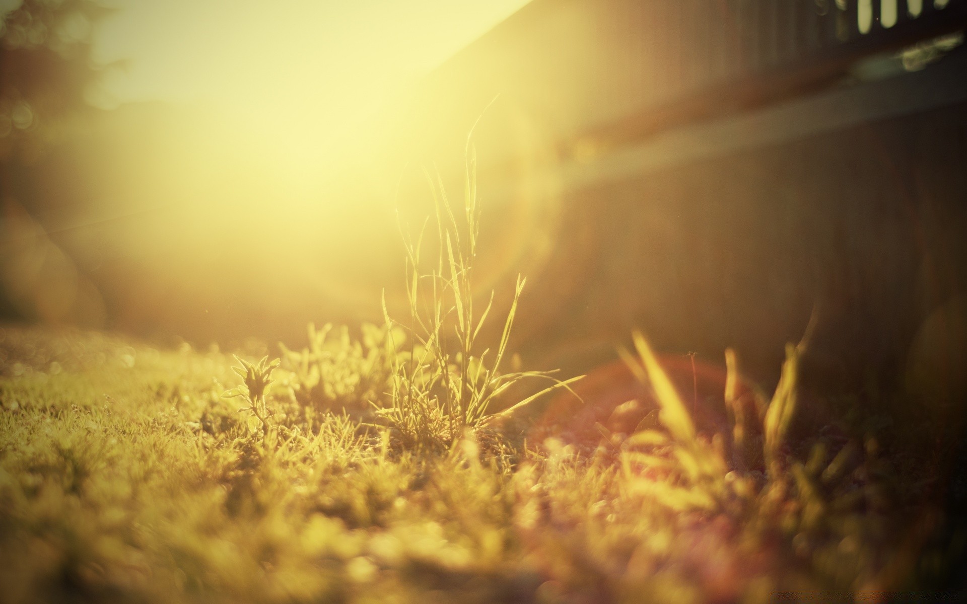 summer sun landscape blur nature light dawn sunset fair weather wood grass outdoors field gold desktop