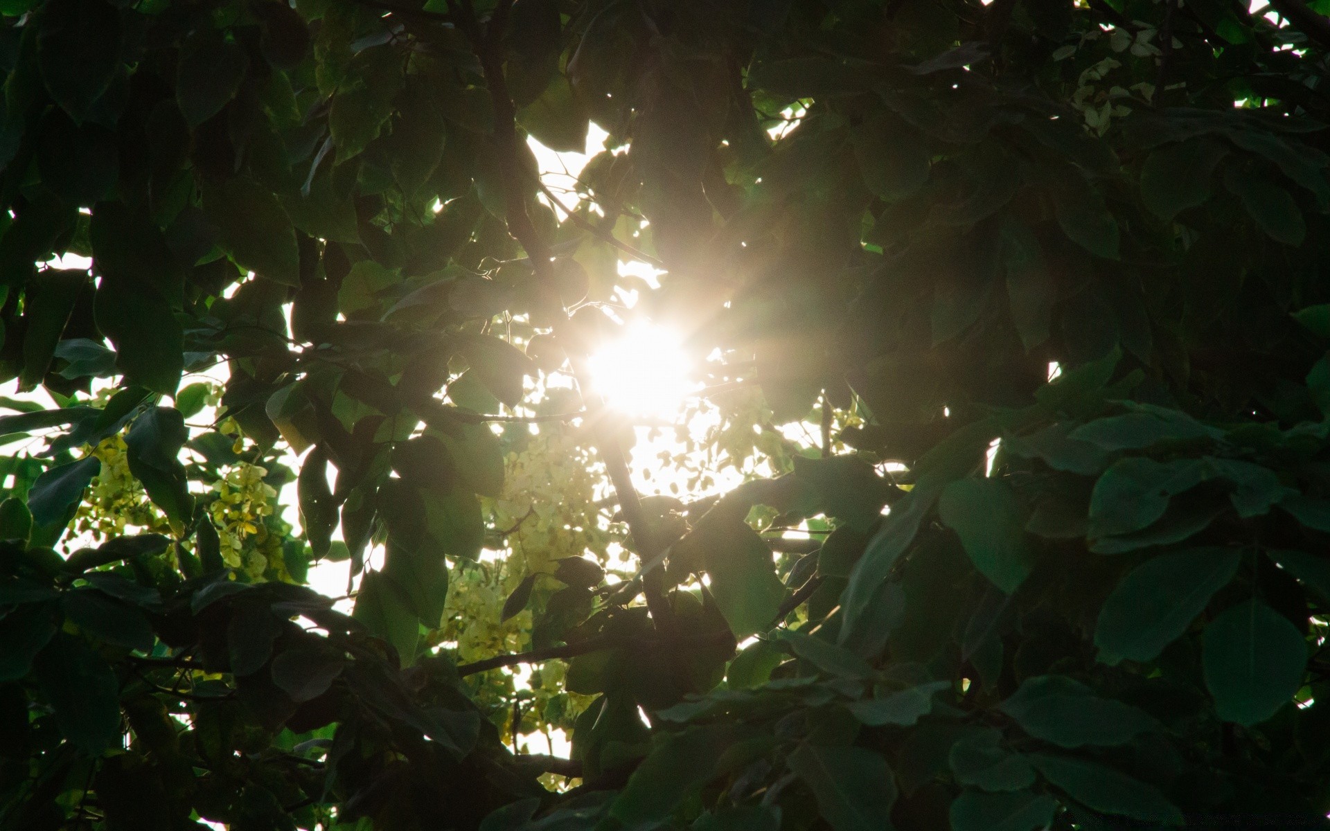 estate foglia albero natura luce sole giardino legno lussureggiante ramo bel tempo crescita