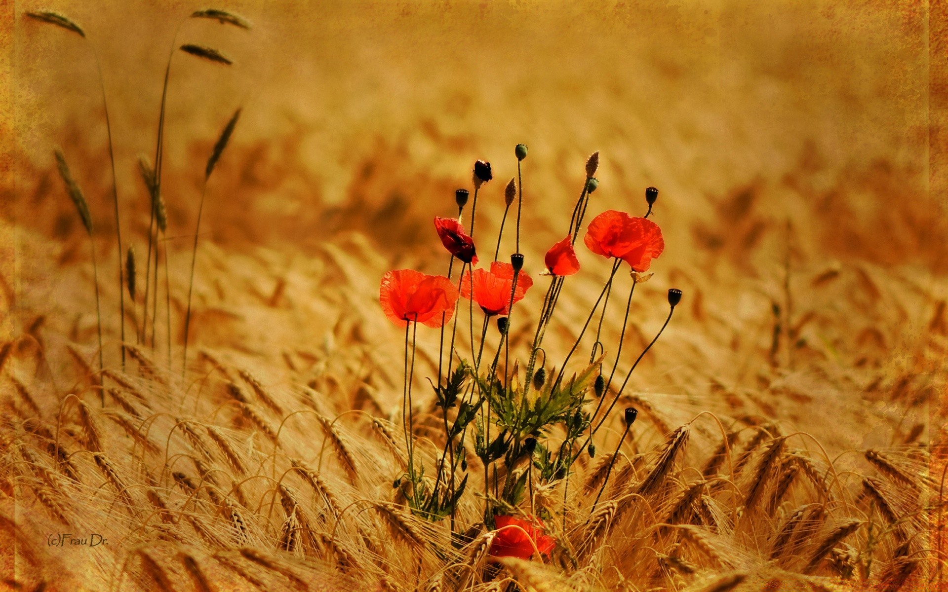 estate campo fiore papavero natura rurale erba sole all aperto flora bel tempo campagna fieno colore fattoria crescita