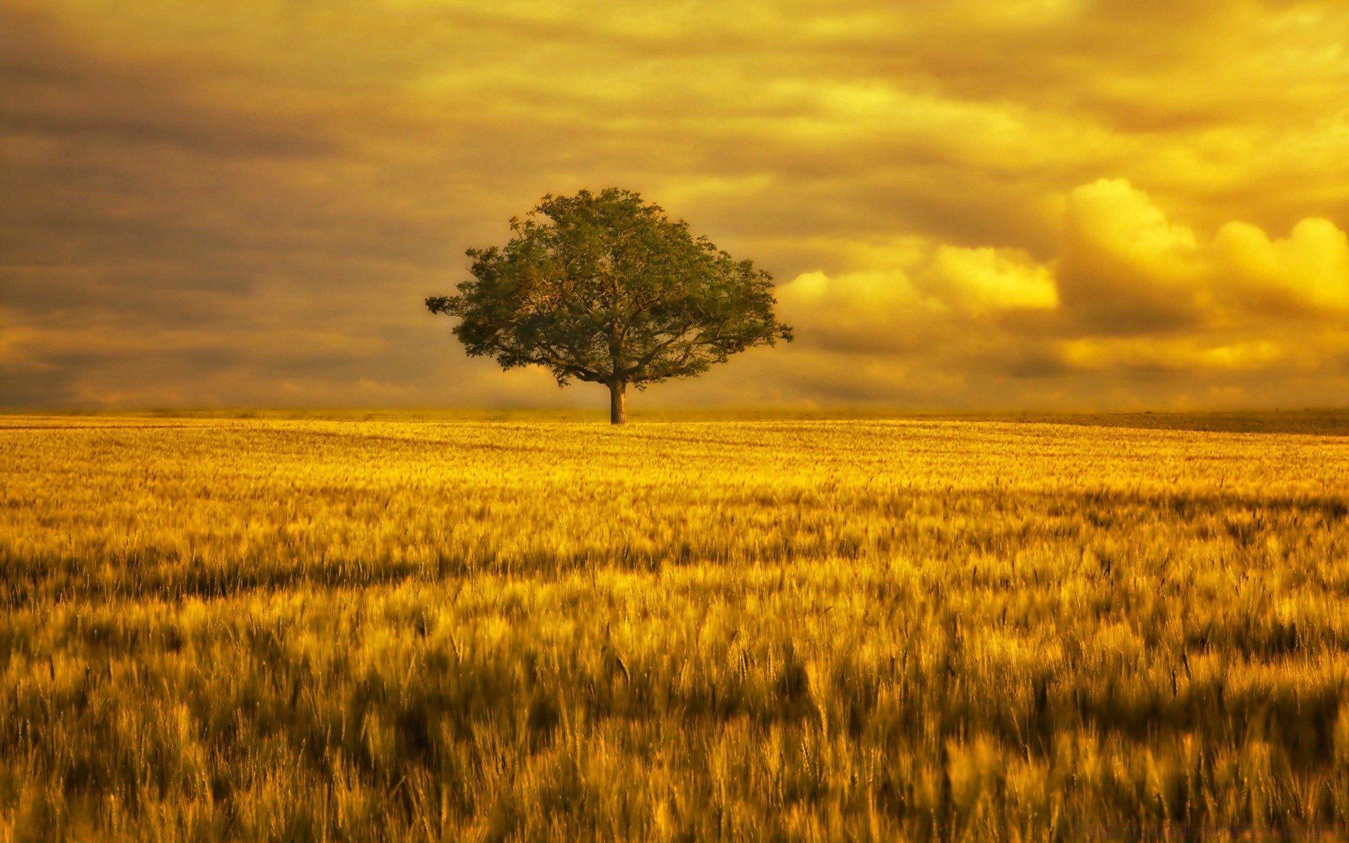 été coucher de soleil paysage nature rural agriculture ciel blé soleil pâturage or aube campagne céréales ferme en plein air