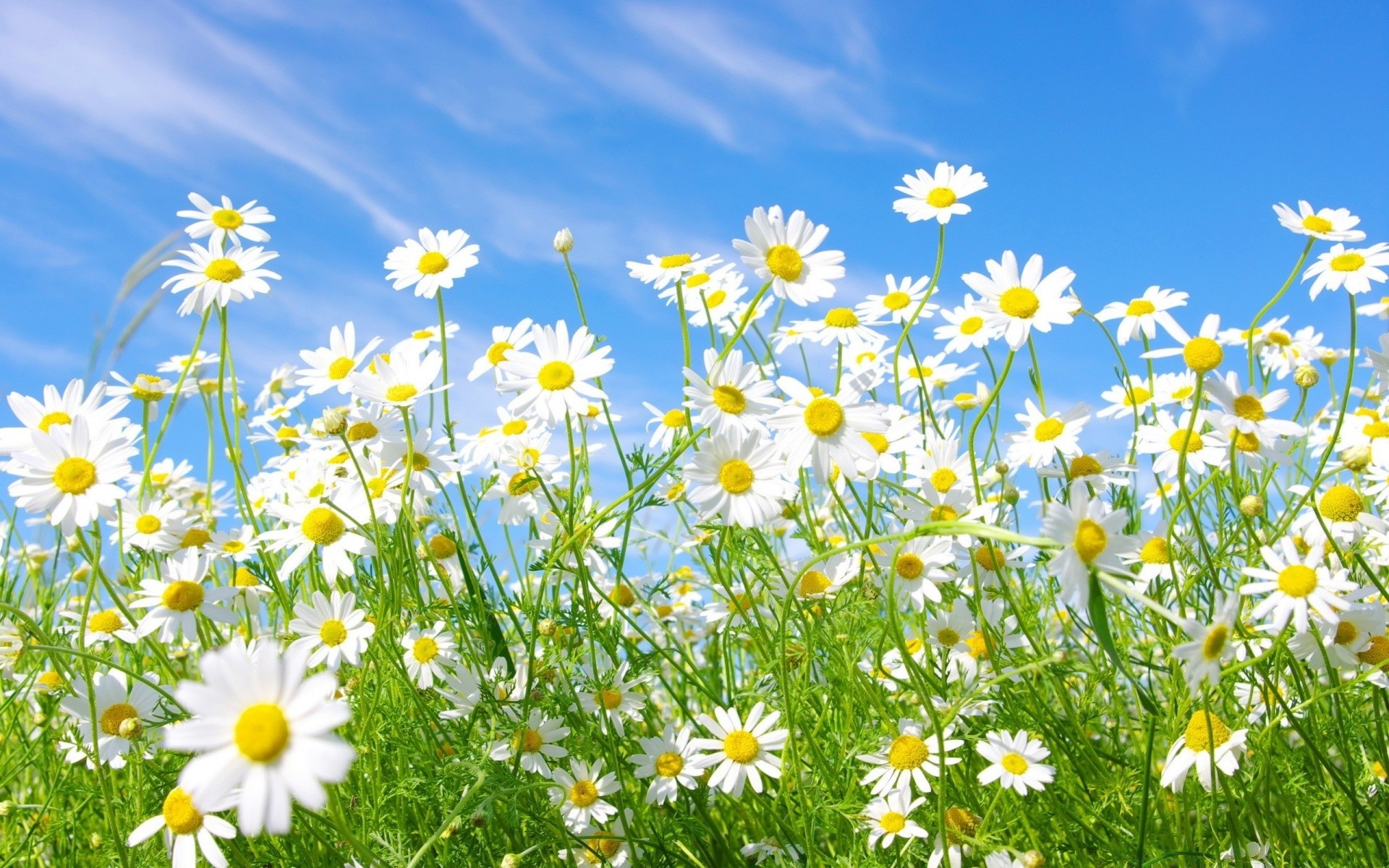 summer flower field hayfield nature flora chamomile growth grass sunny petal fair weather floral season sun blooming garden outdoors rural bright