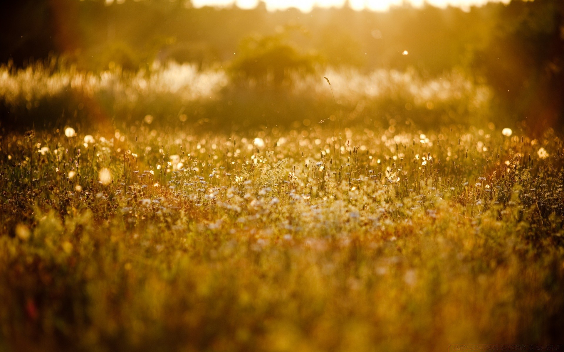 sommer gold feld landschaft unschärfe natur herbst sonne farbe des ländlichen bauernhof sonnenuntergang saison landschaft desktop gutes wetter gras hell weide