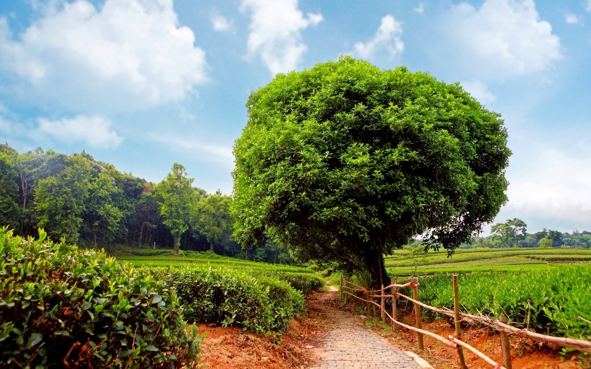 sommer baum landschaft natur landwirtschaft ländliche blatt wachstum flora bauernhof im freien landschaft himmel holz feld umwelt landschaftlich gras garten