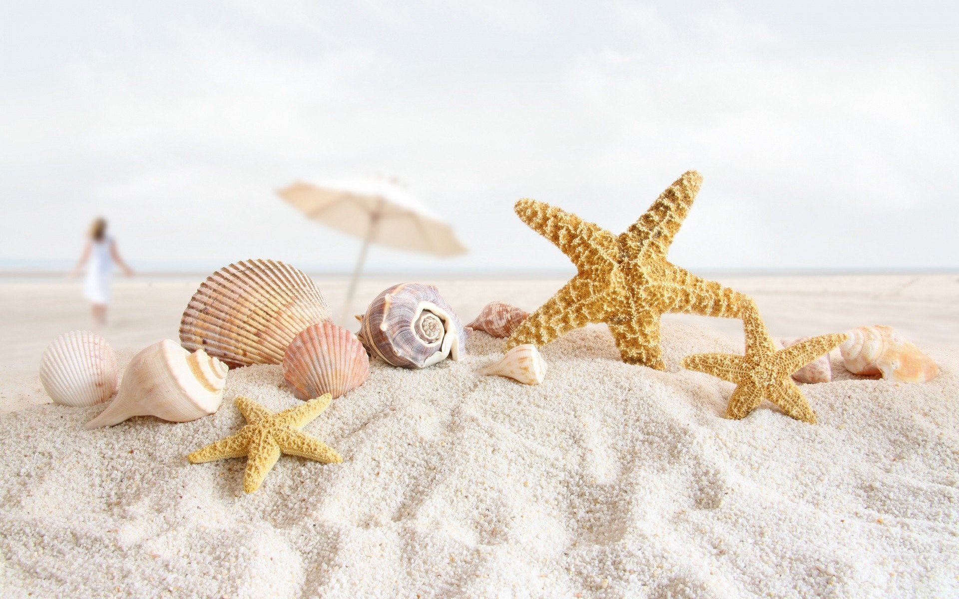 summer starfish seashell shell beach sand seashore sea conch marine ocean vacation tropical echinoderm seaside shellfish nature shore relaxation souvenir desktop