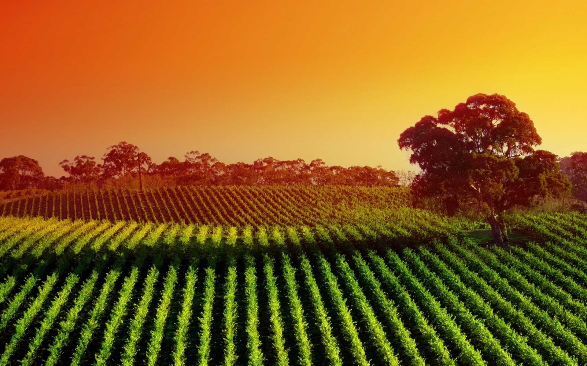 estate agricoltura terreni coltivati crescita azienda agricola all aperto vigneto campo paesaggio pascolo foglia raccolto campagna natura vino