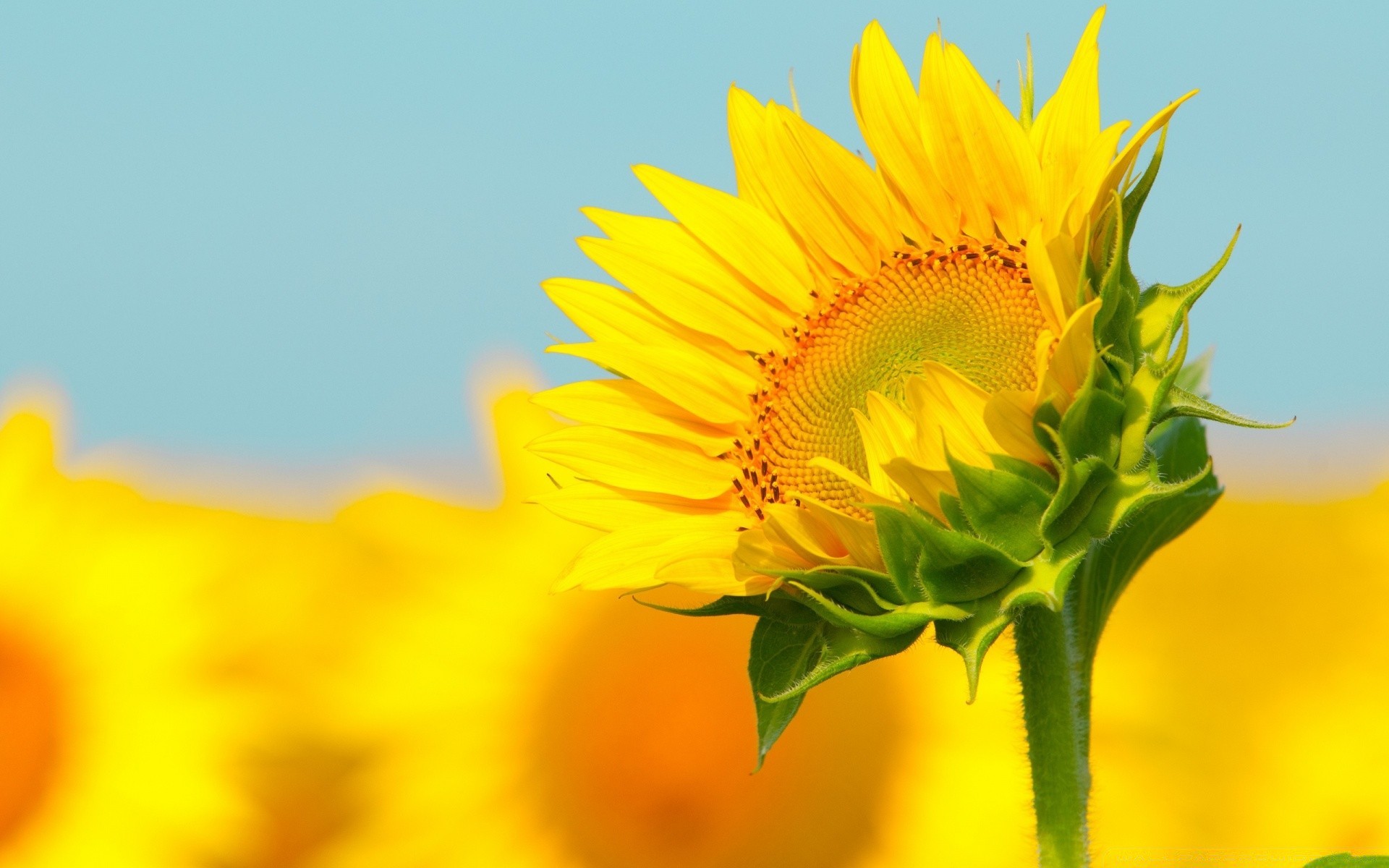 verano naturaleza flor flora hoja brillante crecimiento buen tiempo color sol girasol primer plano pétalo campo jardín floral