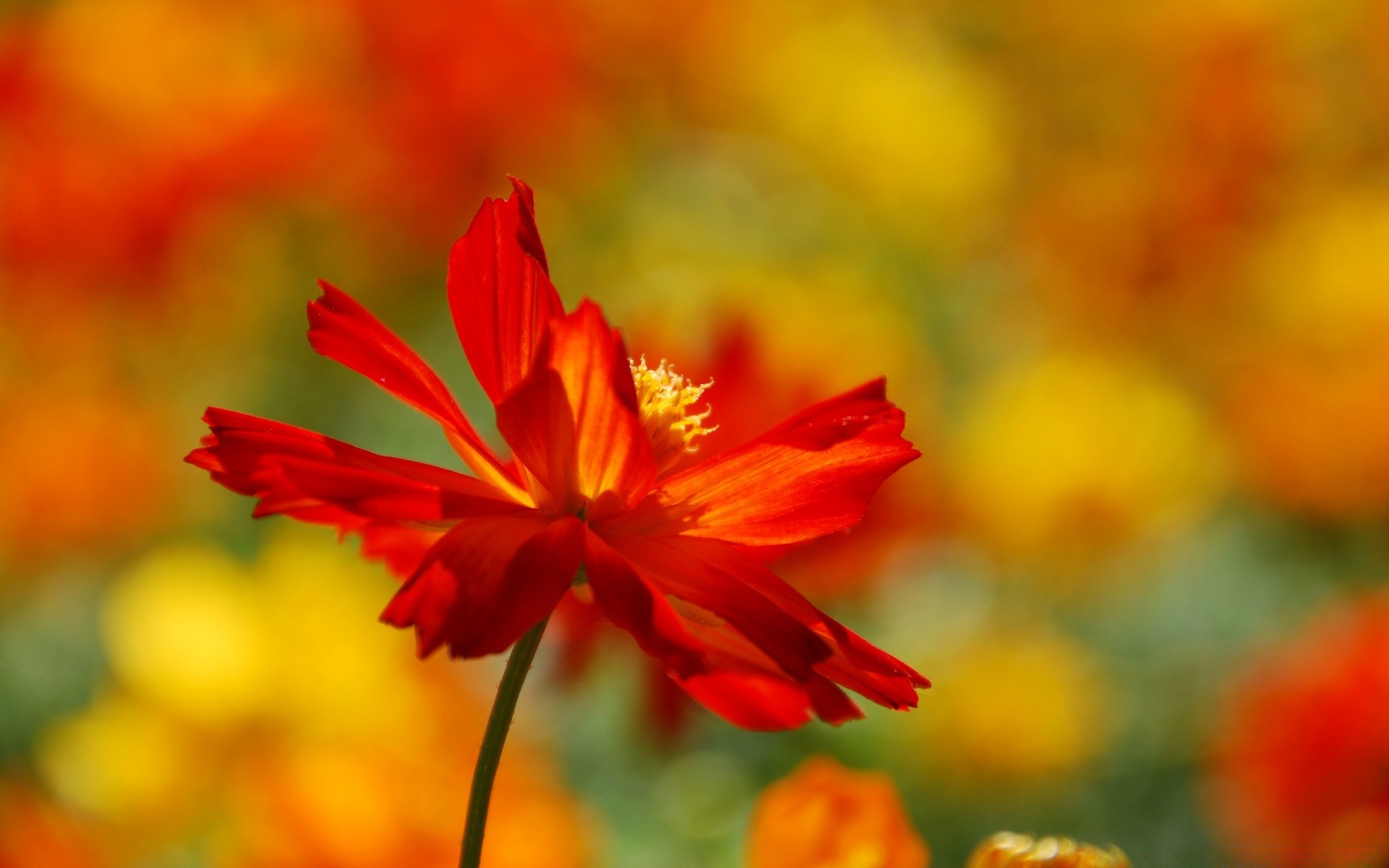 yaz doğa yaprak çiçek parlak bulanıklık flora açık havada güzel havalarda büyüme bahçe renk