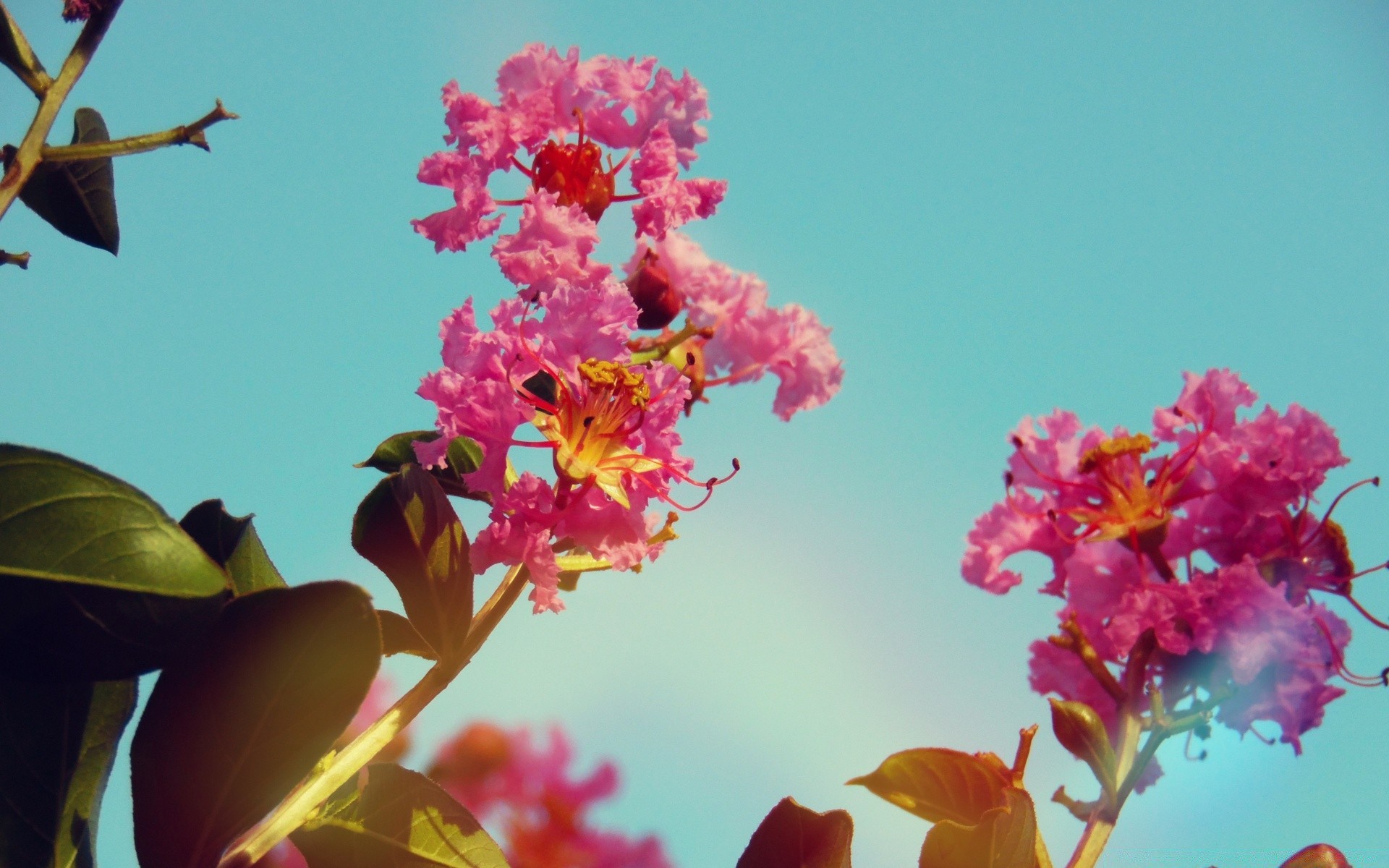 yaz çiçek doğa yaprak flora bahçe açık havada ağaç parlak renk şube çiçek petal