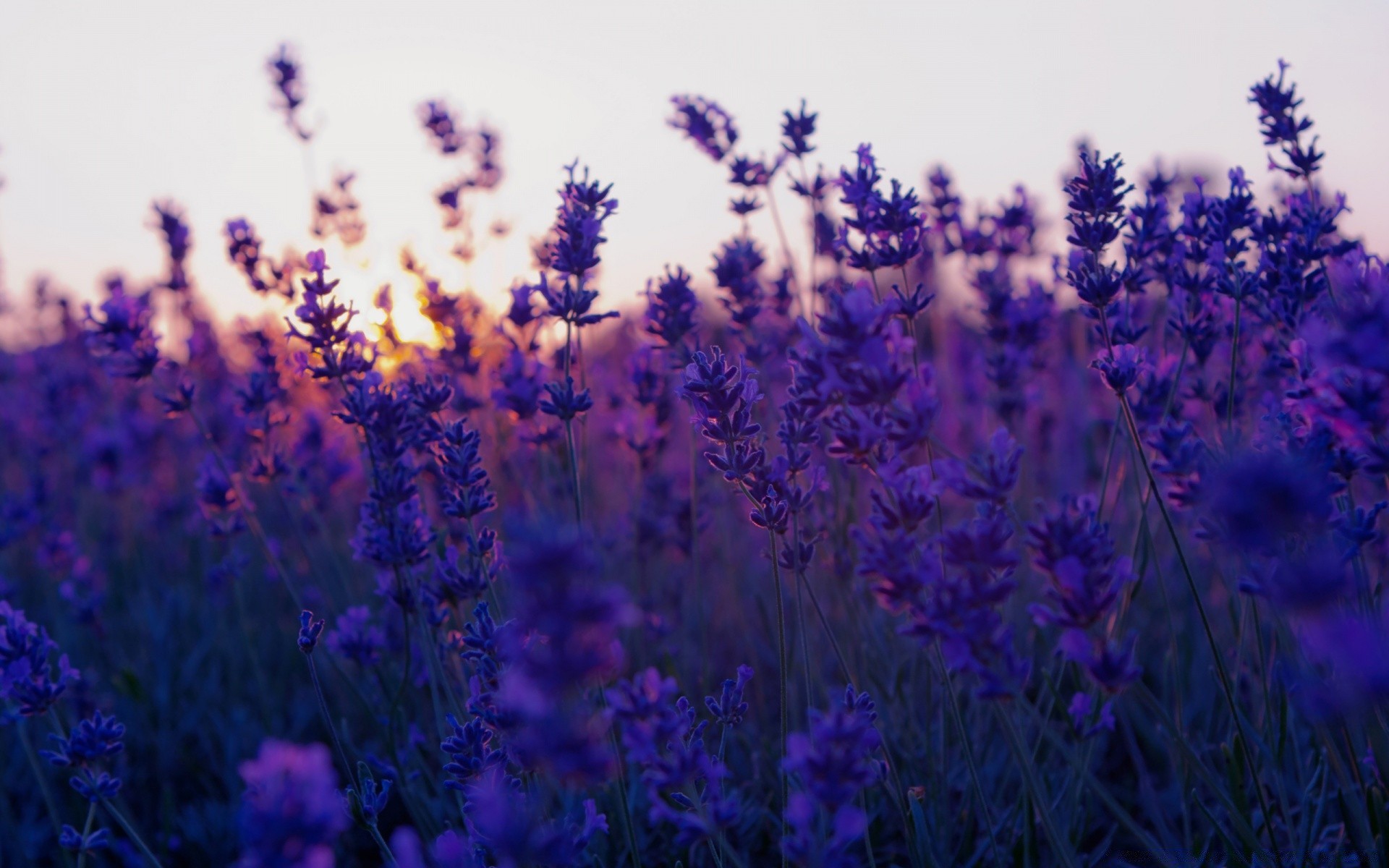 estate fiore di lavanda campo flora natura profumo floreale erbe di colore a base di erbe giardino fiore aromatico viola aromaterapia profumato all aperto