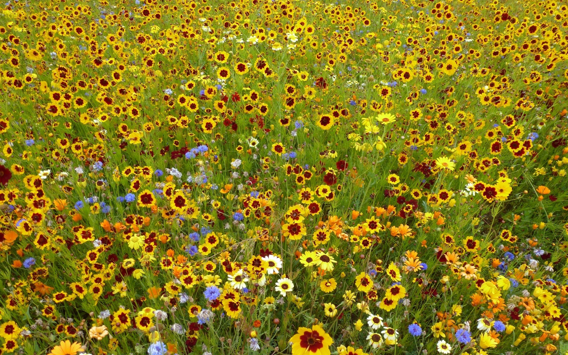 lato kwiat natura pulpit kolor wzór jasny