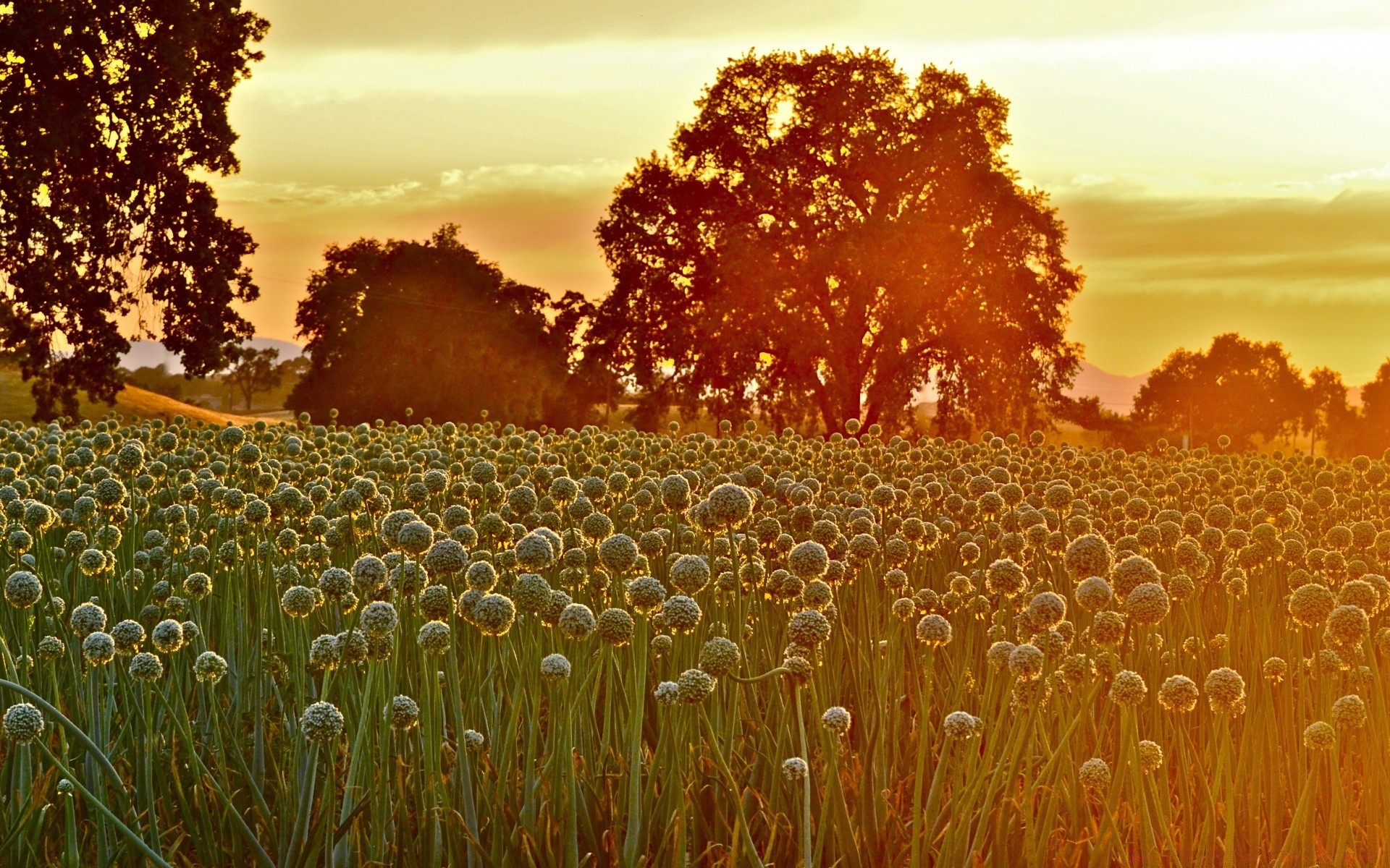 estate natura paesaggio all aperto alba sole bel tempo rurale cielo campagna desktop tramonto