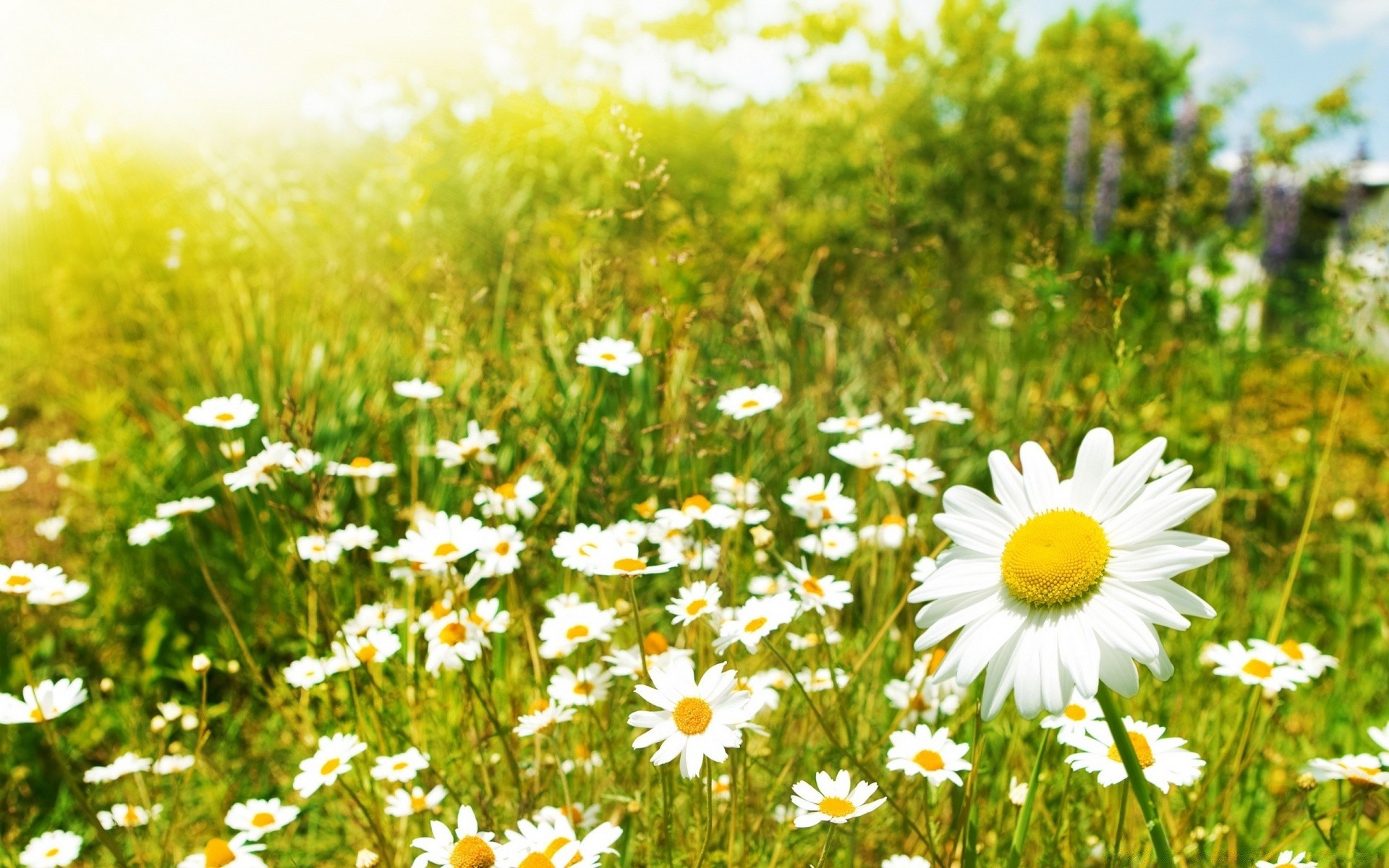 verão natureza camomila feno campo grama rural flor bom tempo flora sol brilhante ao ar livre crescimento pasto temporada campo gramado folha