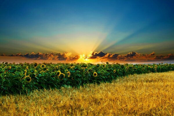 Schöne Landschaft auf Sonnenblumen Hintergrund