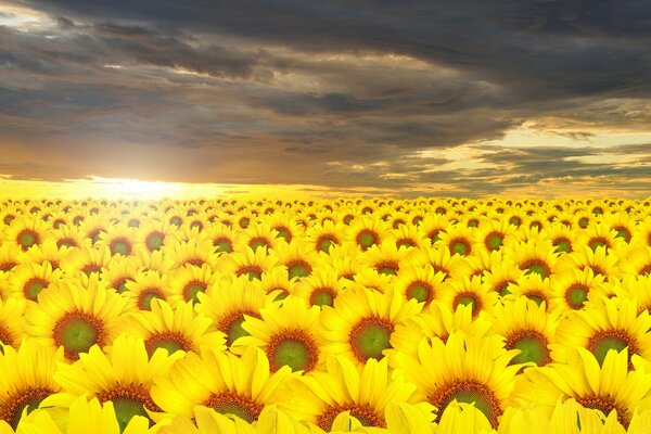 Sonnenblumenfeld mit schönem Himmel